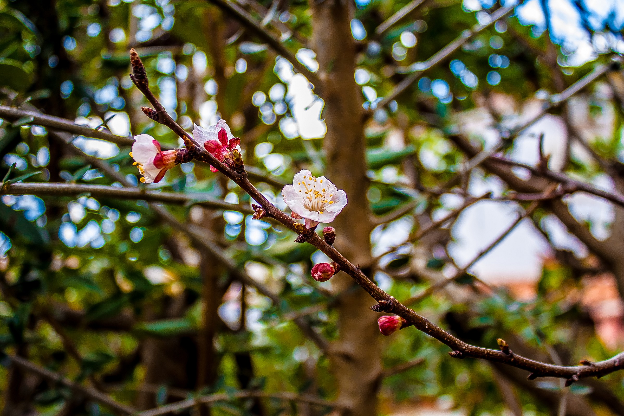 Peach blossom