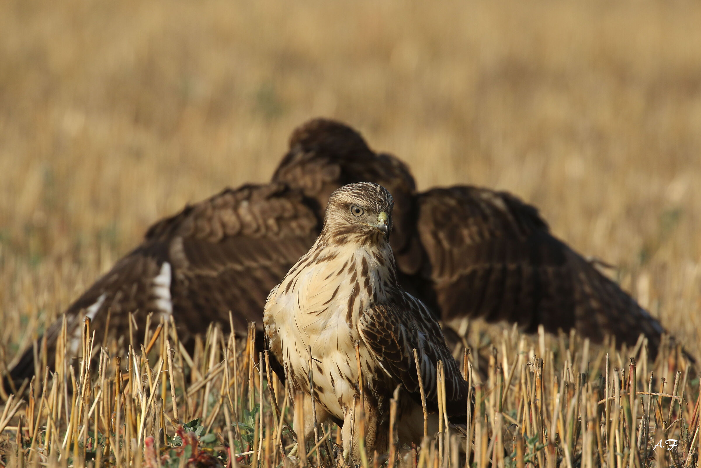 Buzzard