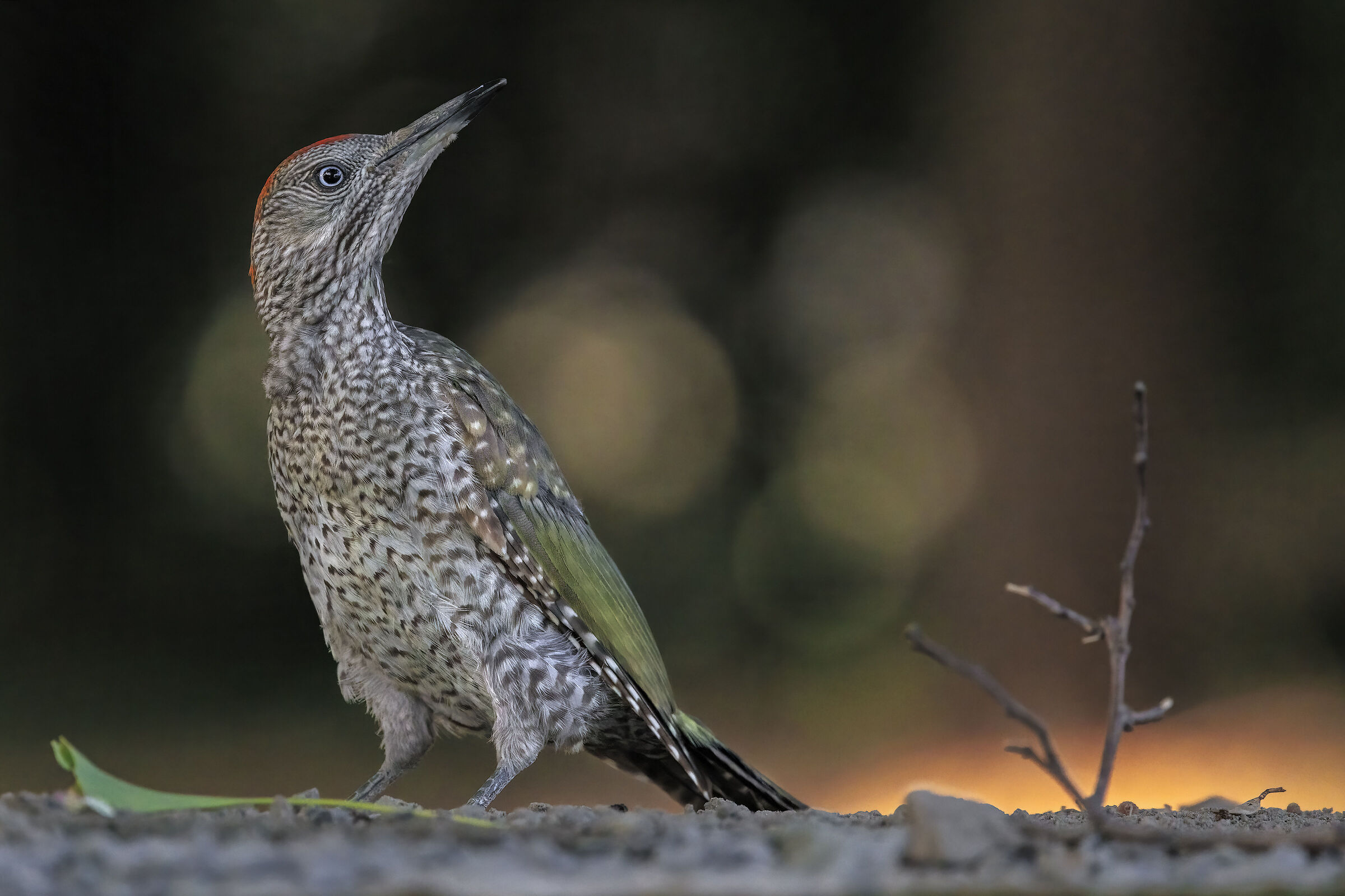 Green woodpecker Juv.