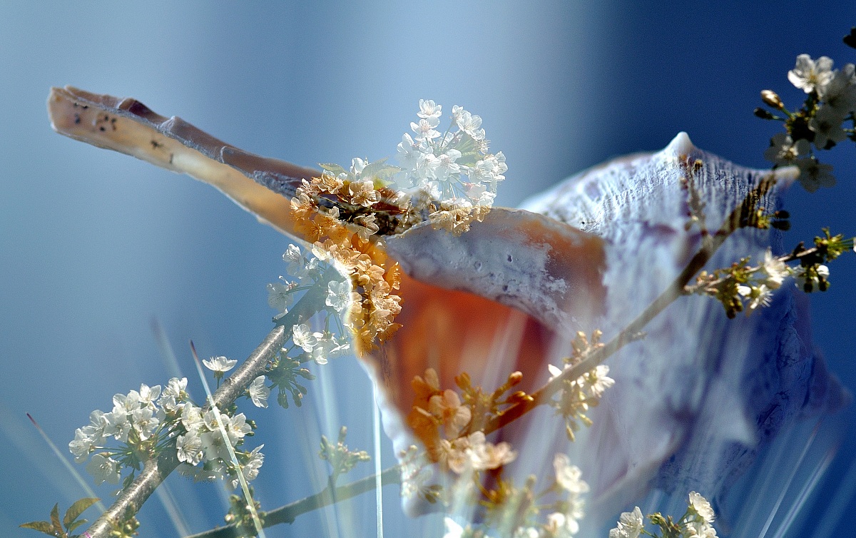 Bussa al cielo e ascolta il suono! (Detto Zen)
