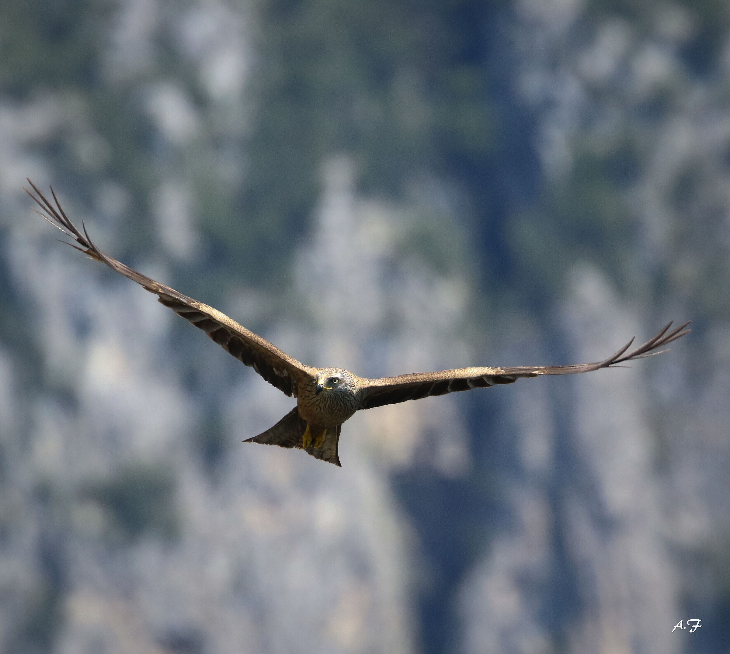 Black kite
