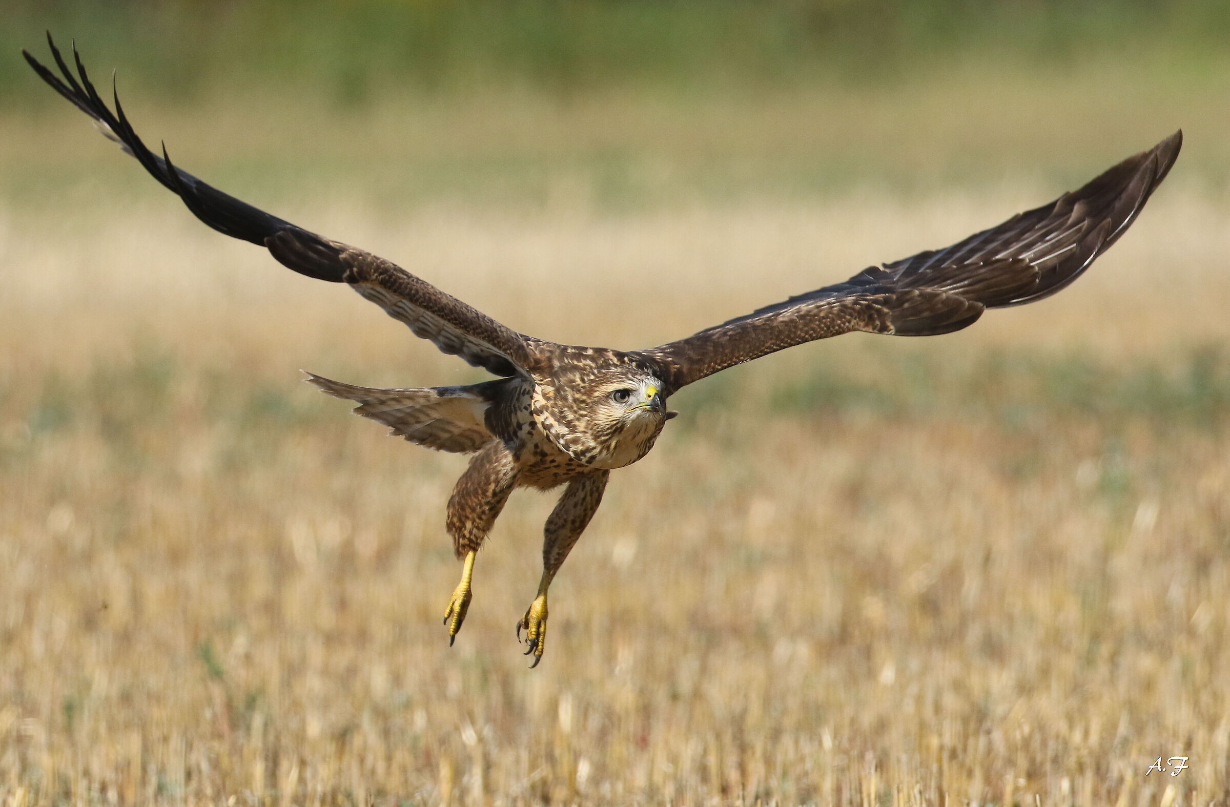 Buzzard