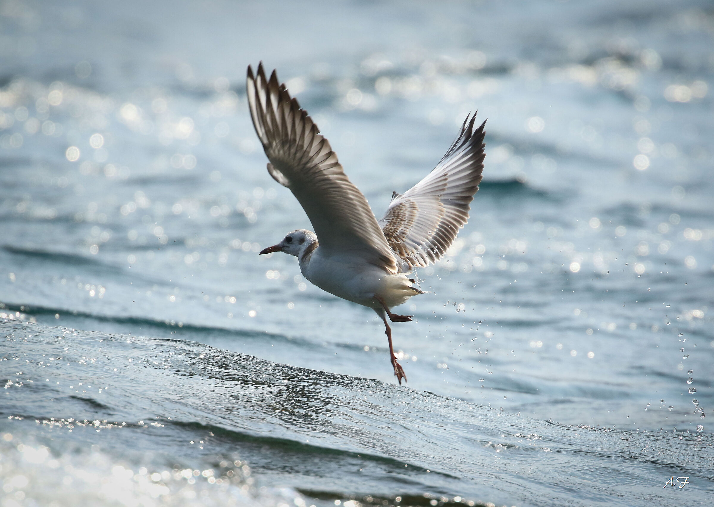 Gull