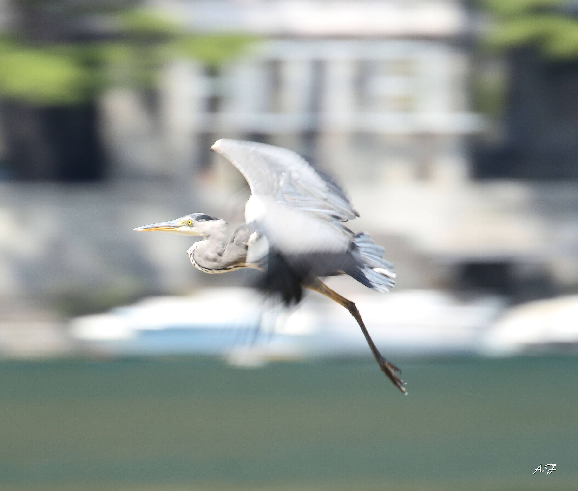 Grey heron "confused"