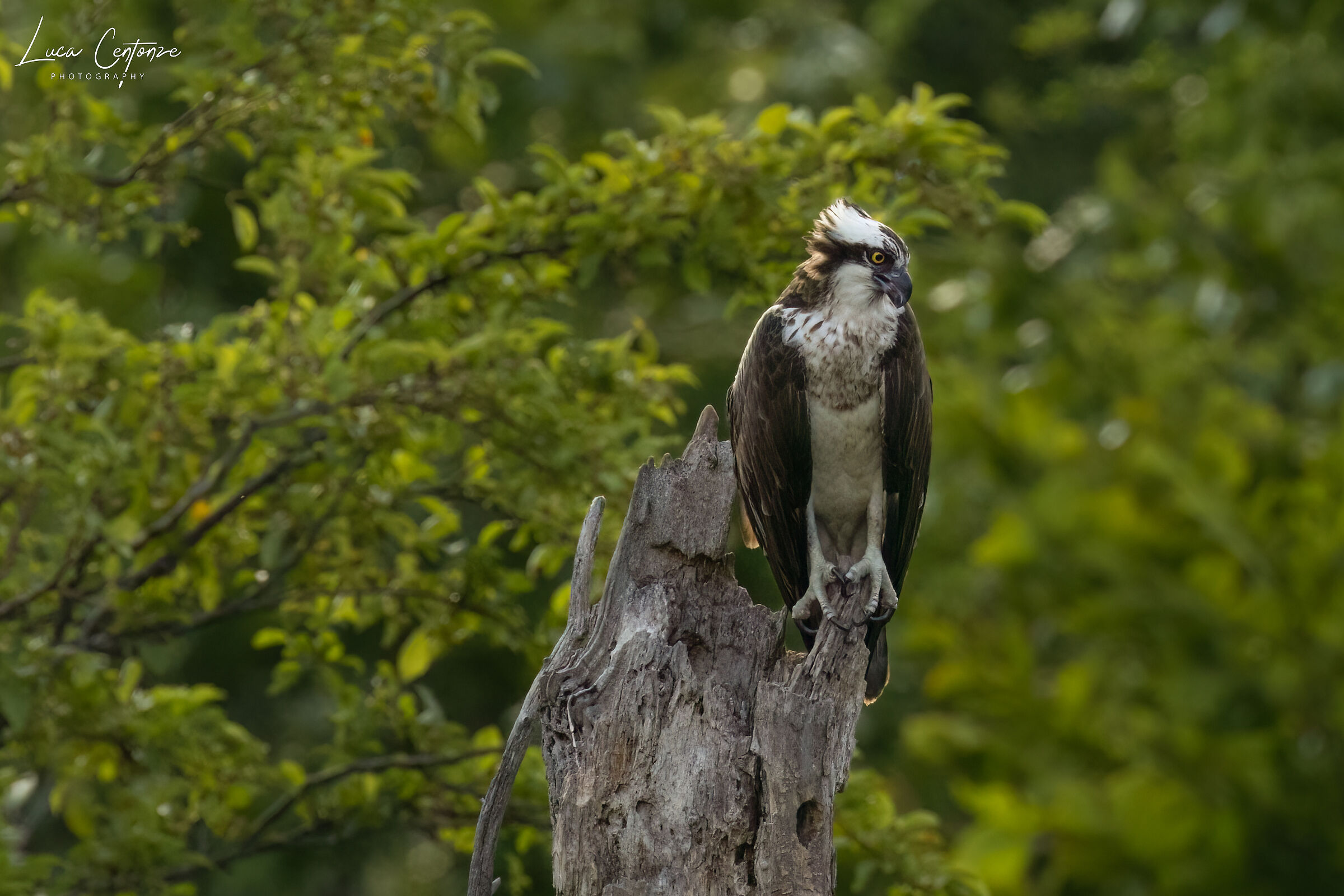 Osprey (Osprey) Pandion haliaetusey