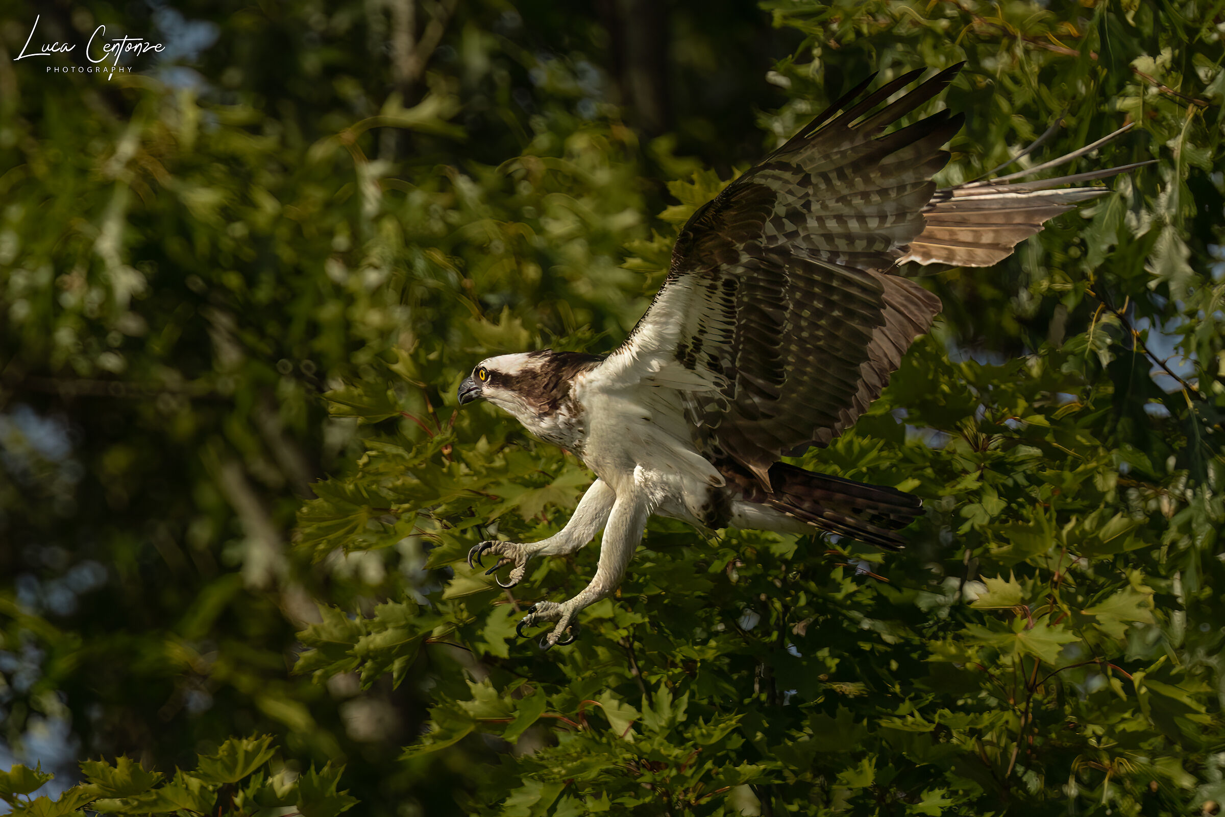 Osprey (Osprey) Pandion haliaetus