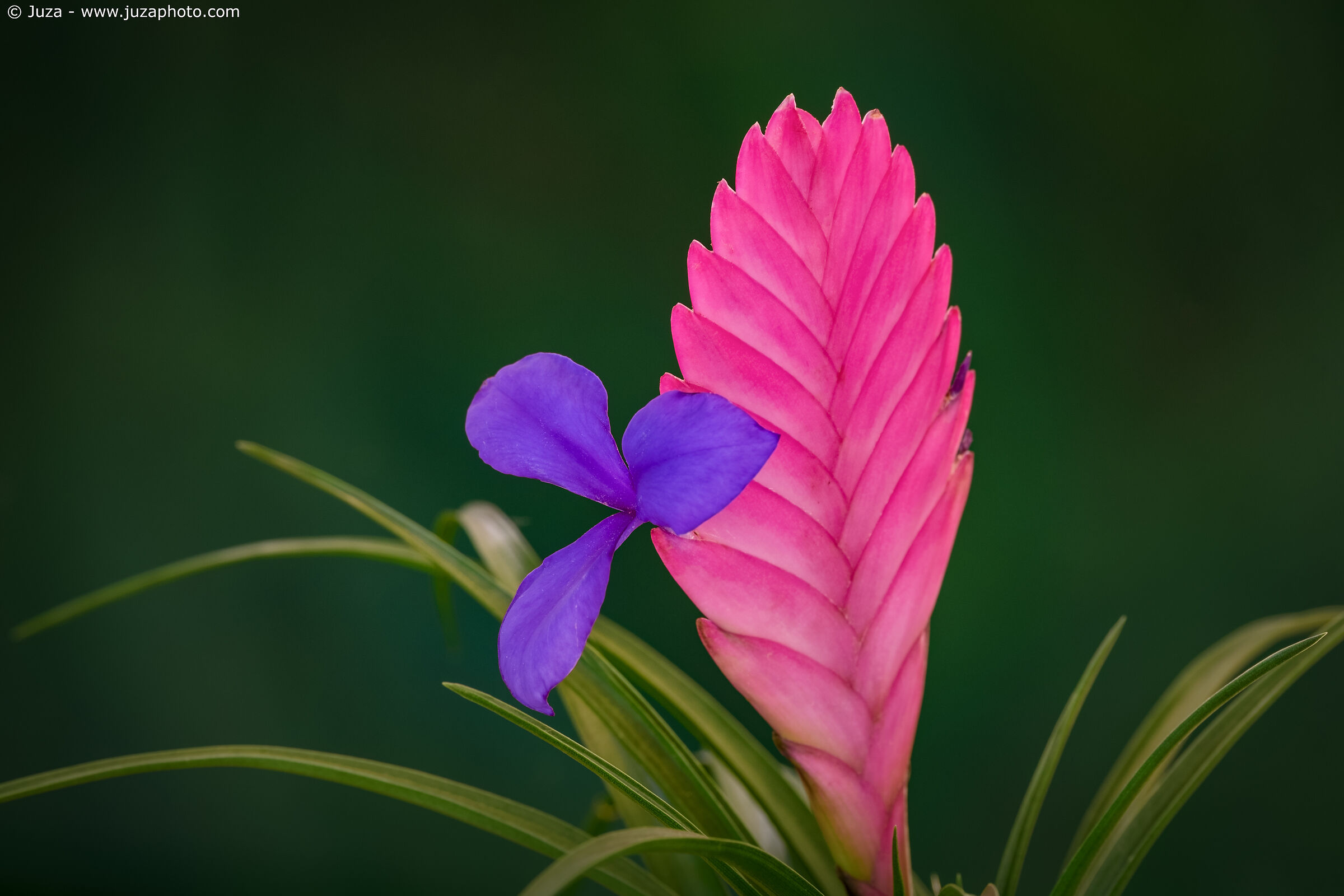 The colors of Bromeliad