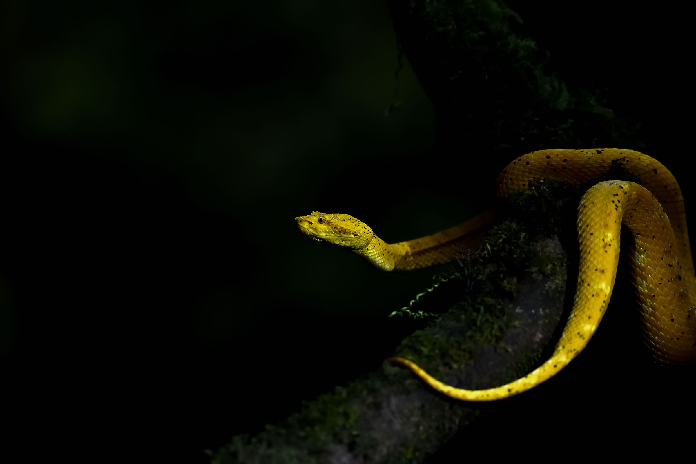 Deadly encounters! Yellow Eyelash Viper