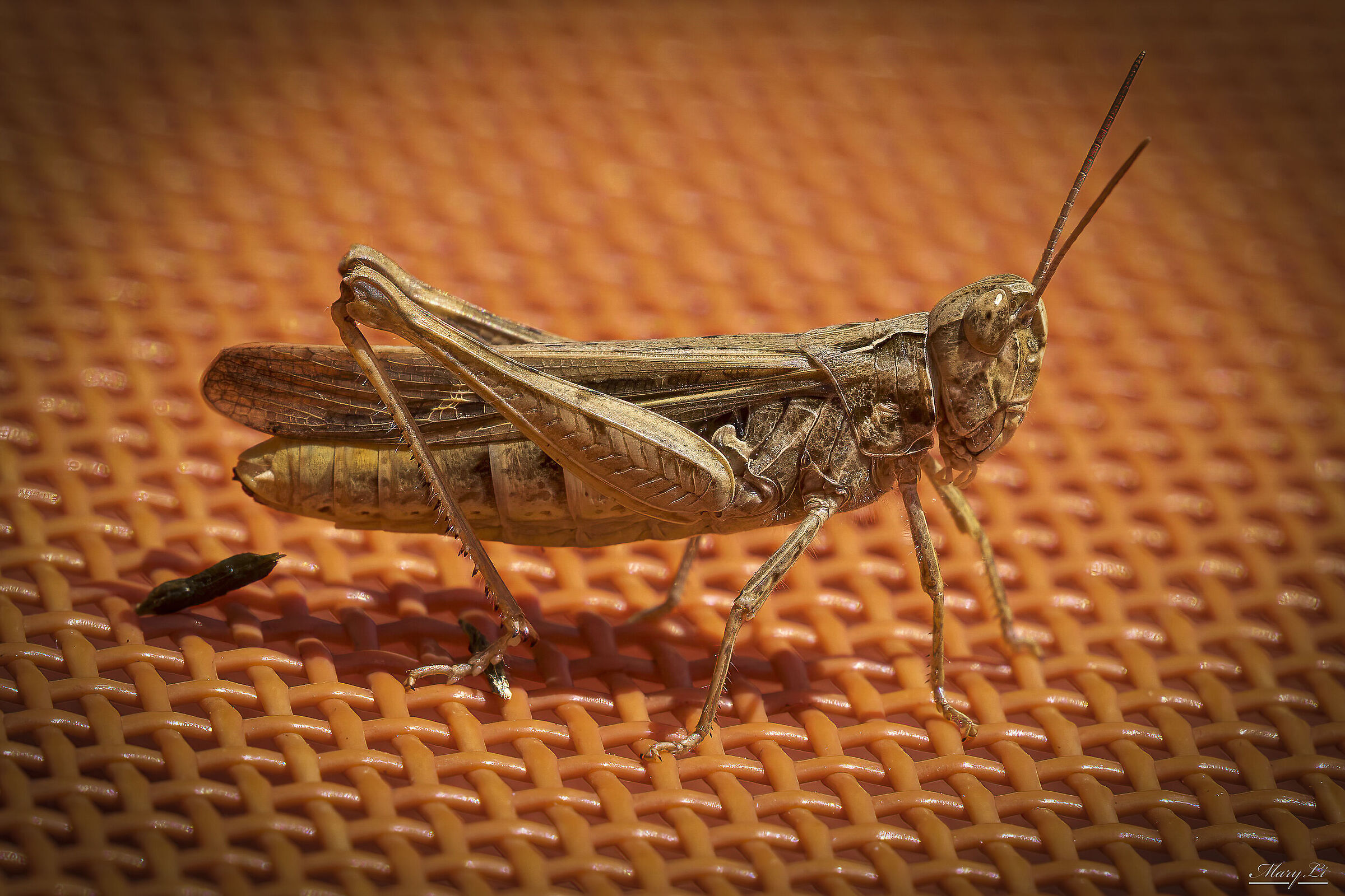 The talking cricket