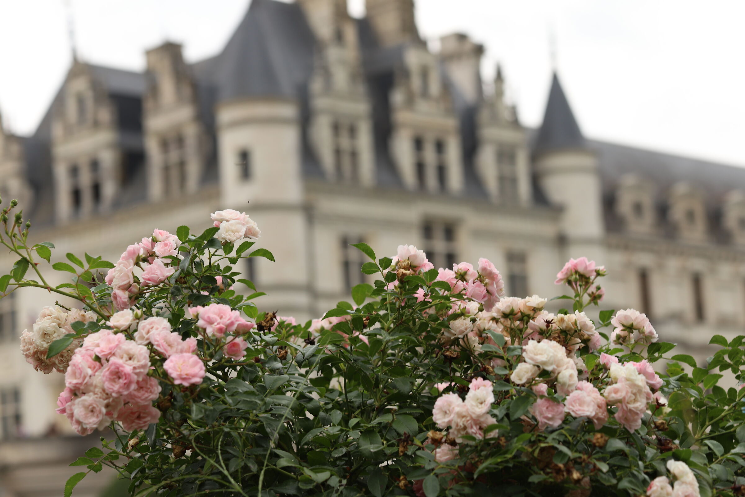 meraviglia Chenonceau