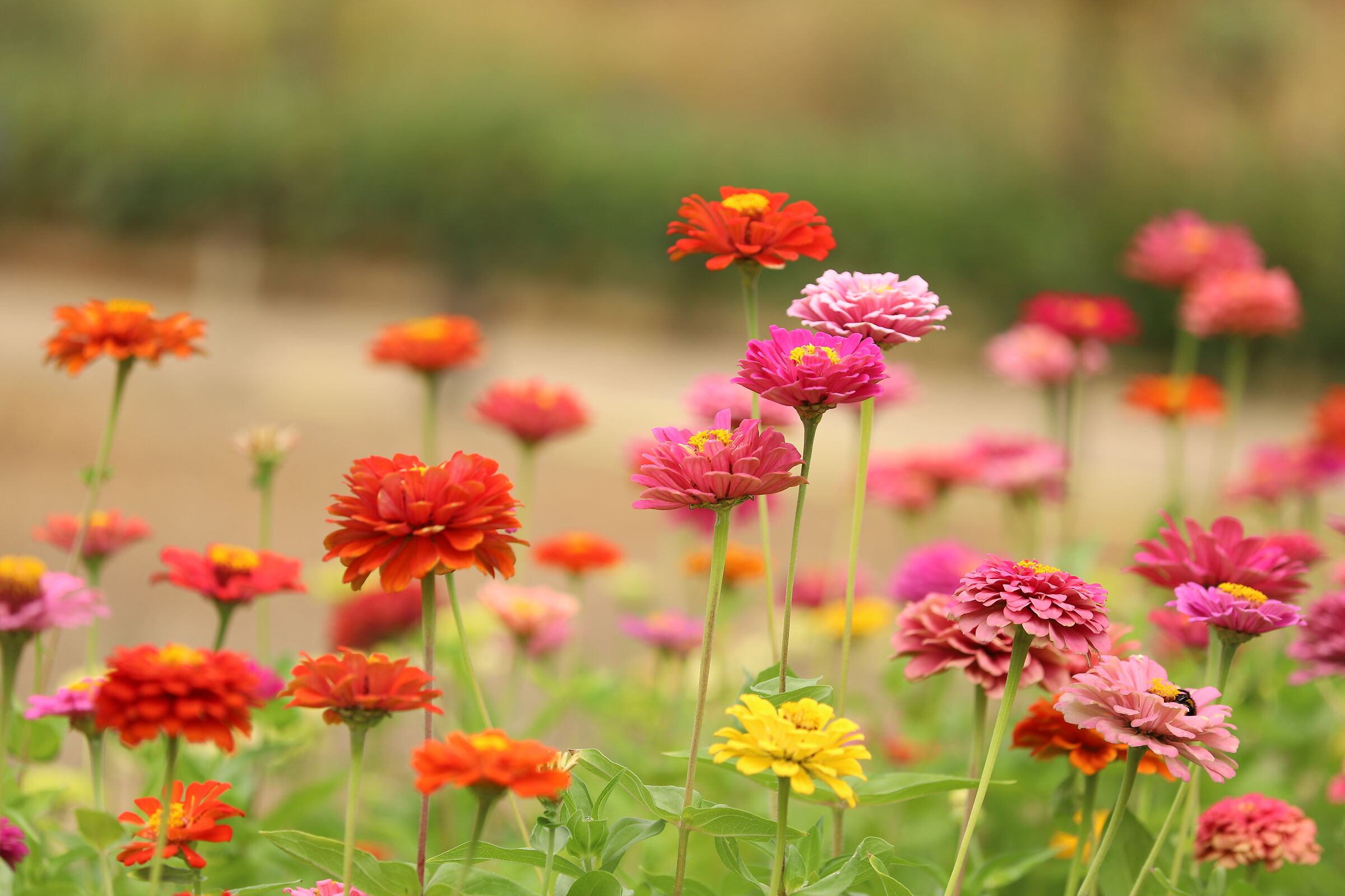 il parco attorno a Chenonceau