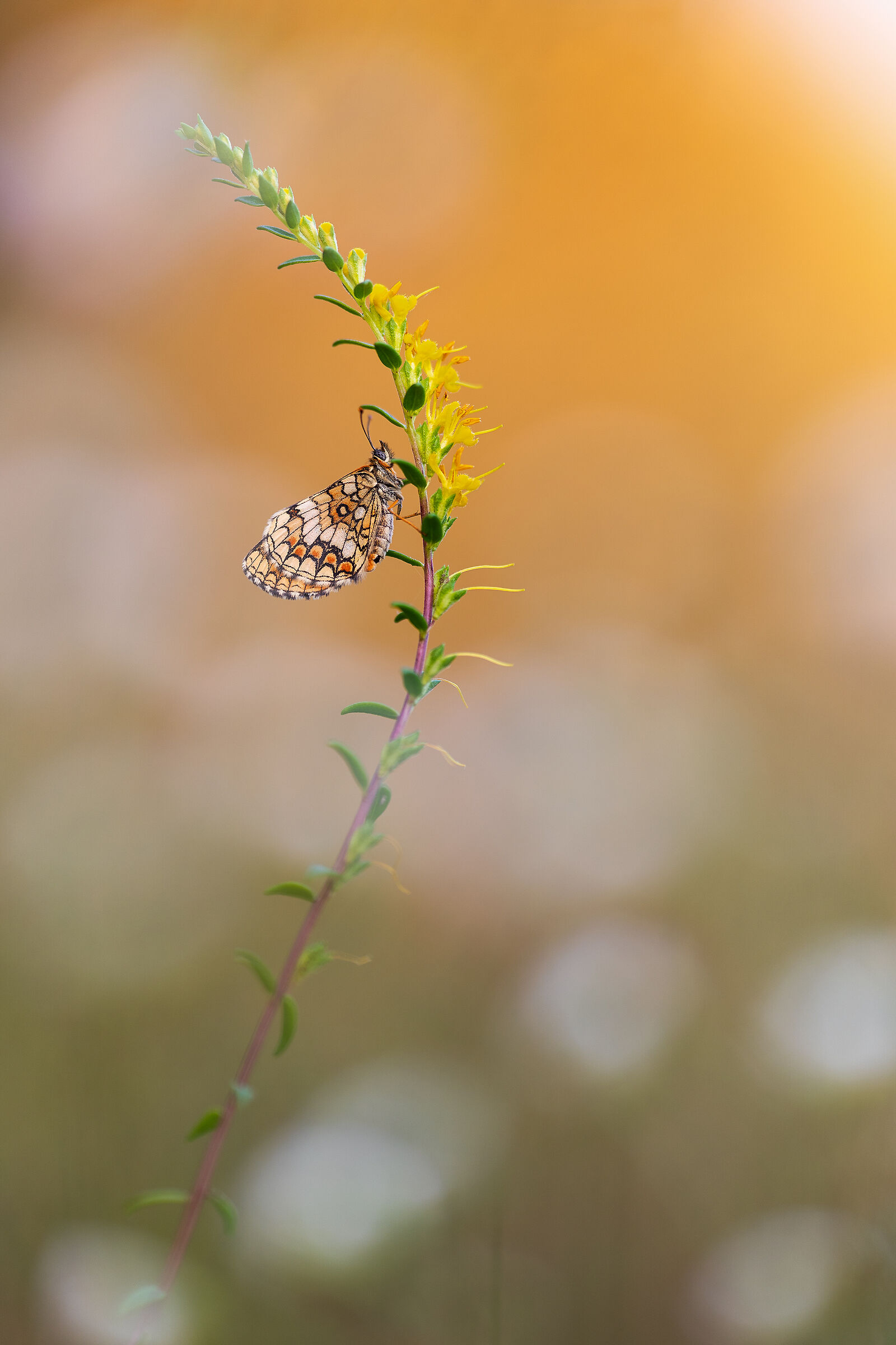 Melitaea athalia