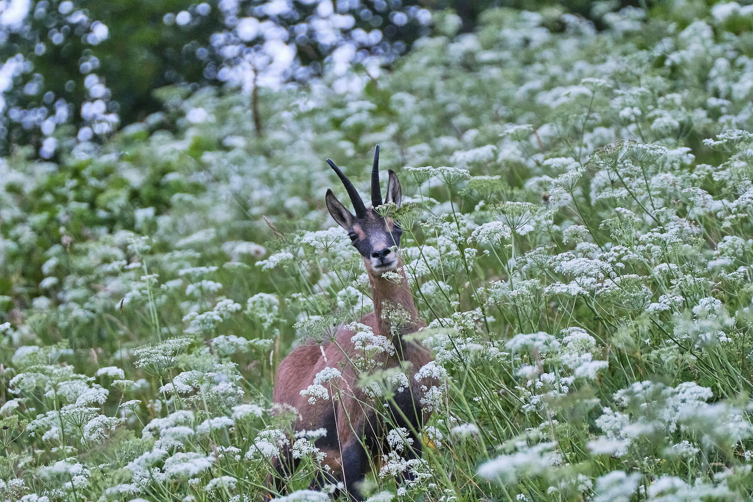 Suede pratensis