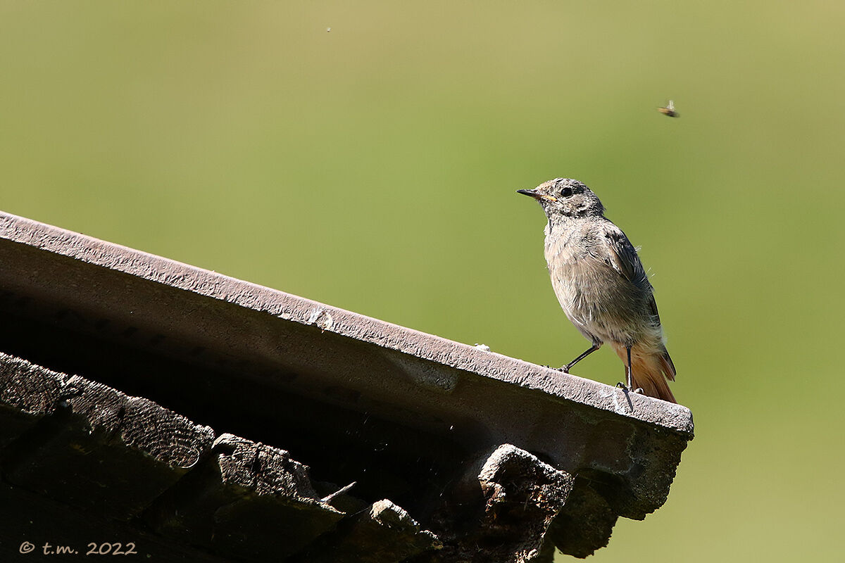 Redstart