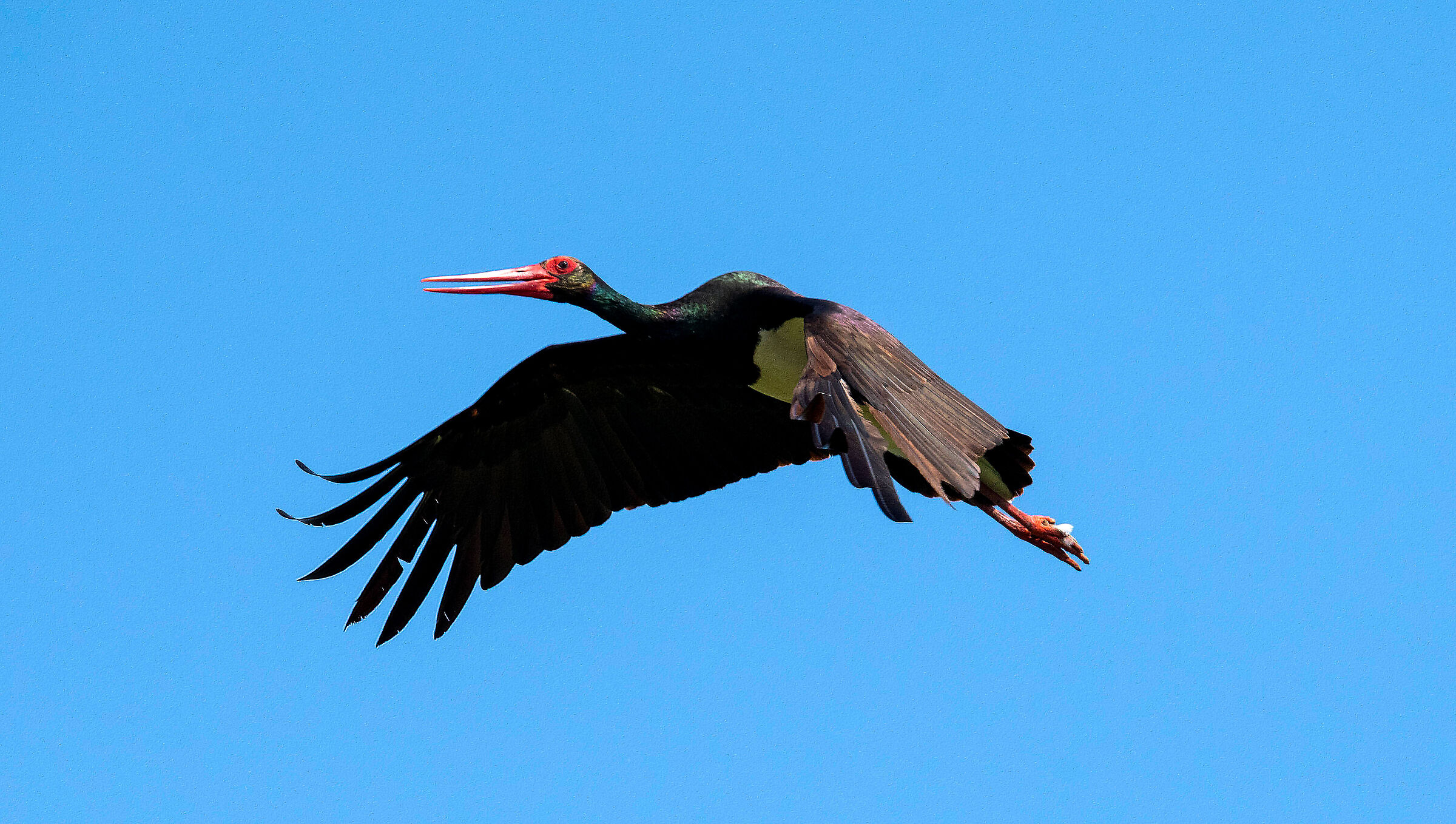 Black stork