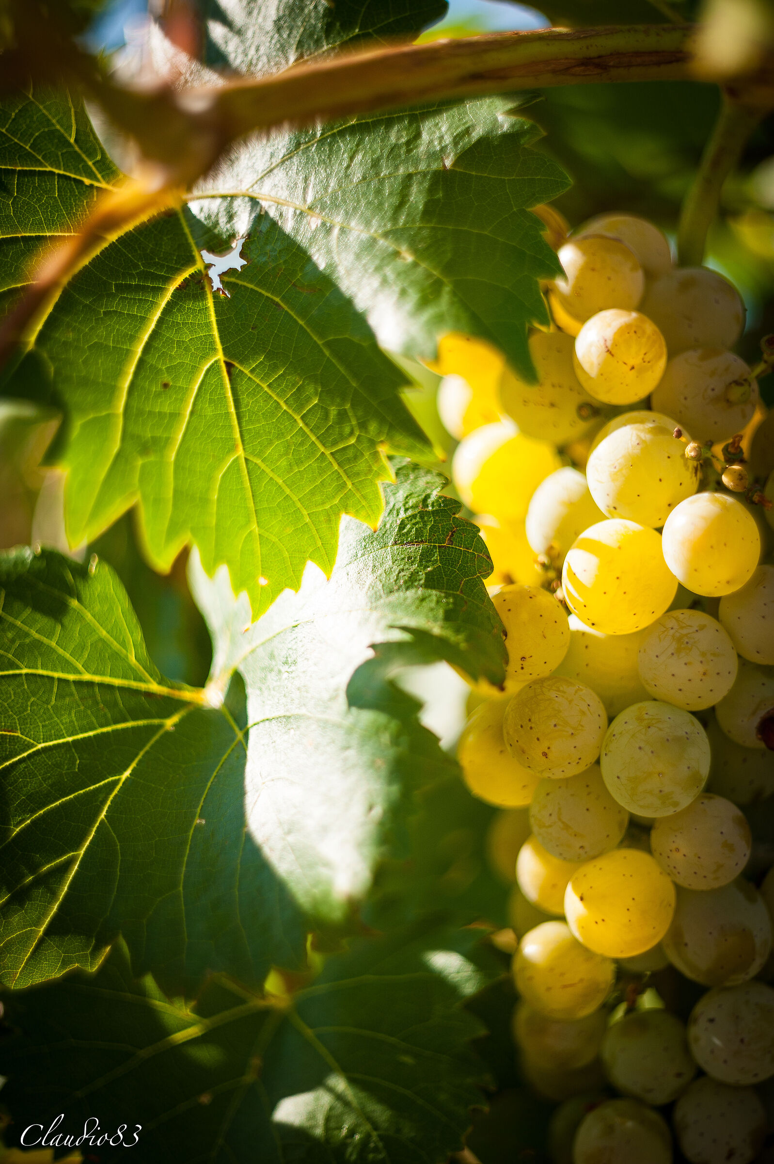 Quasi Settembre...l'uva è quasi fatta...