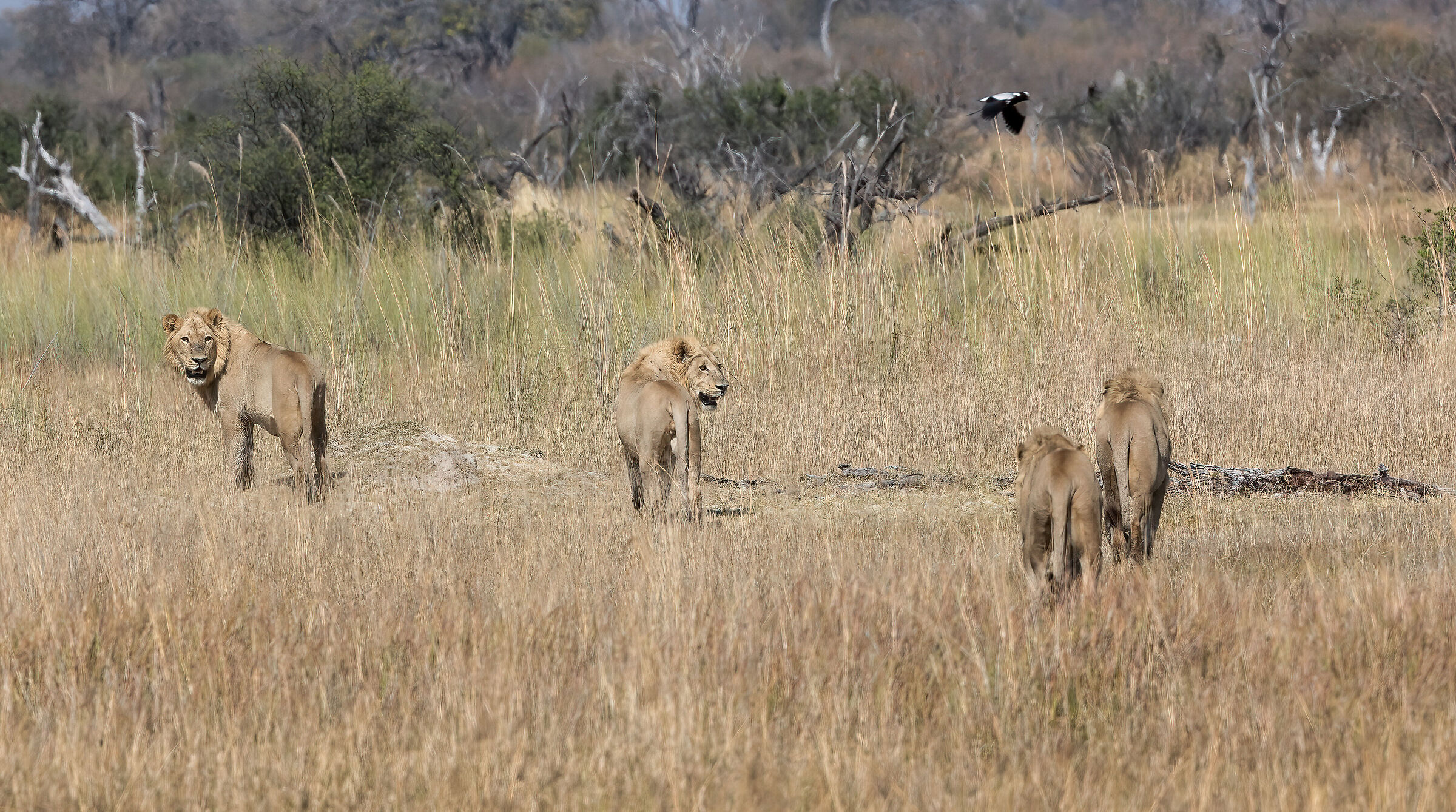 Leoni sconfitti - Botswana, Moremi Game Reserve