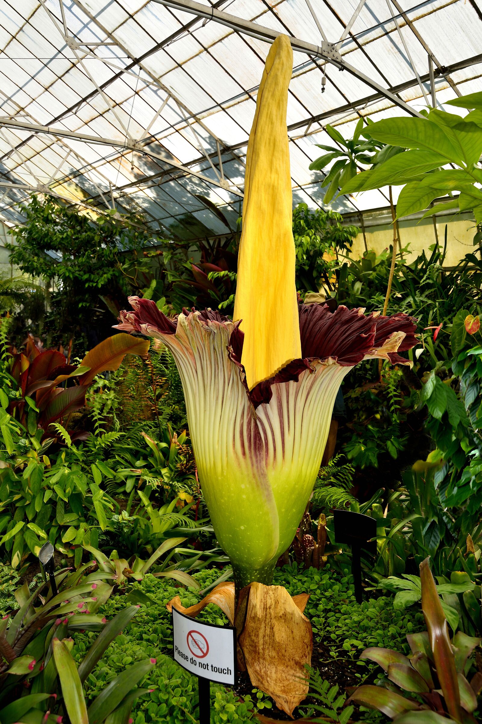 Arum Titan, the largest flower on the planet