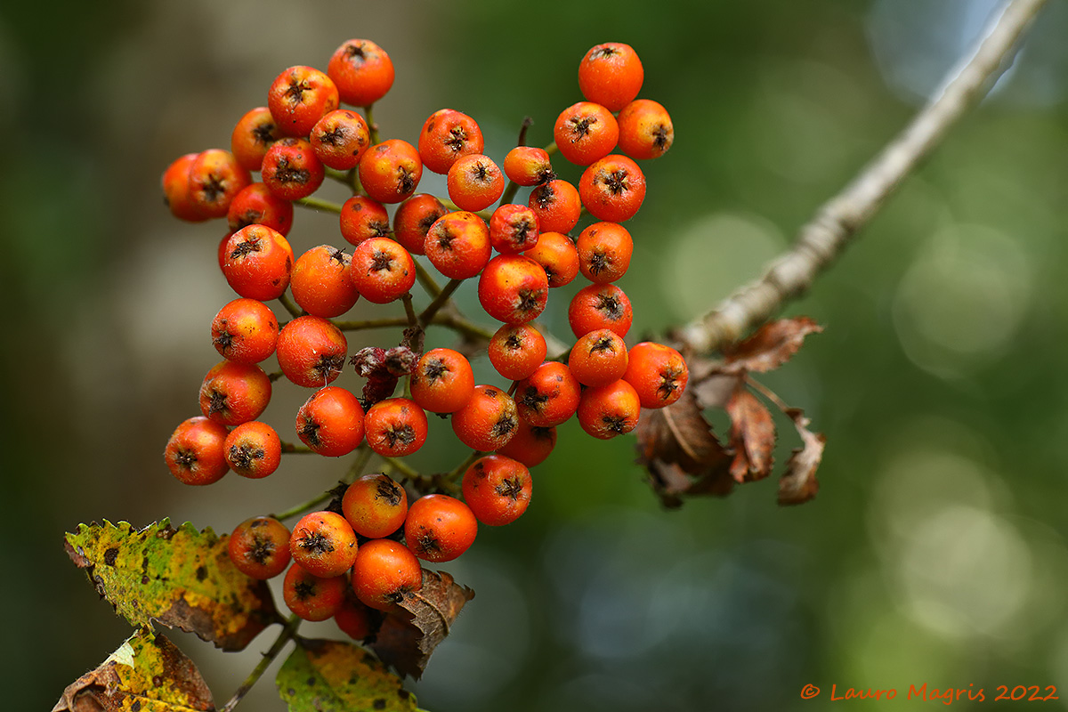 Sorbo degli uccellatori