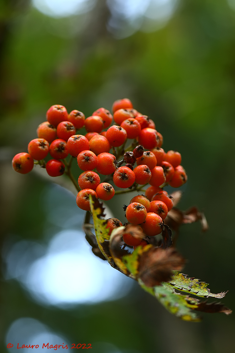 Sorbo degli uccellatori (Sorbus aucuparia)