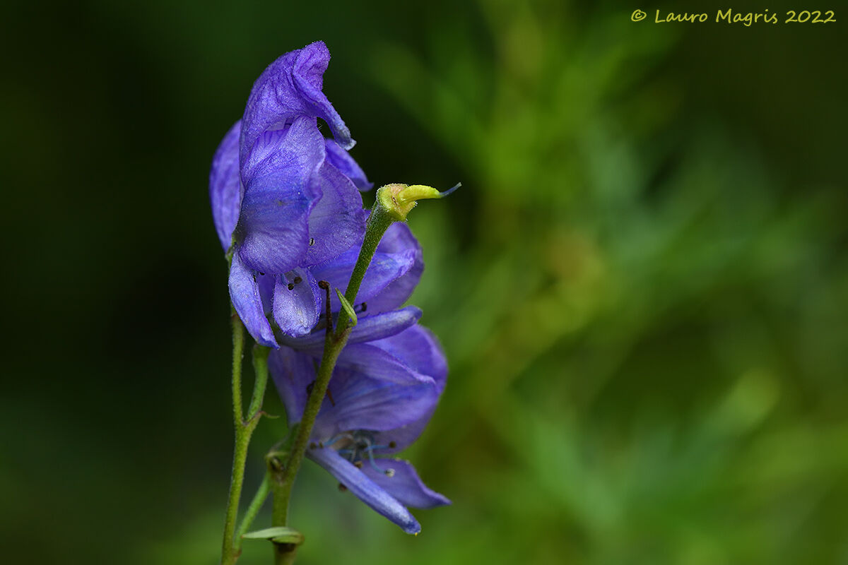 Aconitum tàuricum