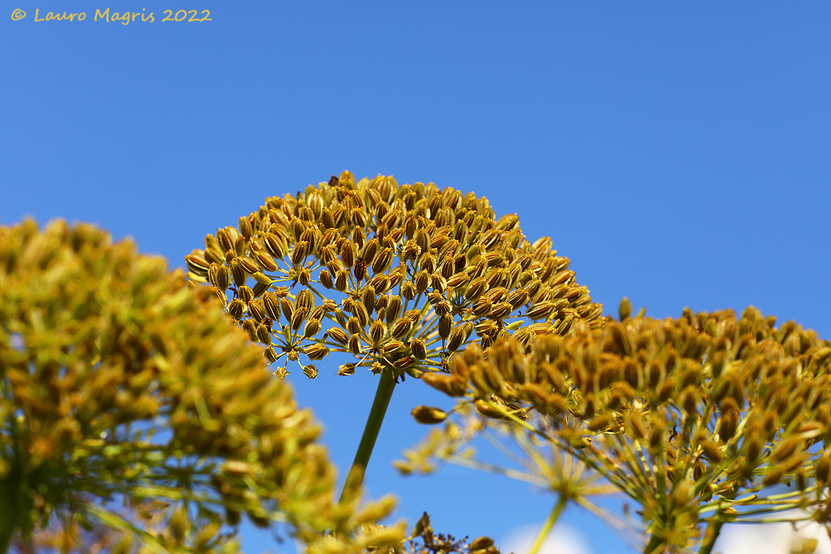 Laserpizio sermontano