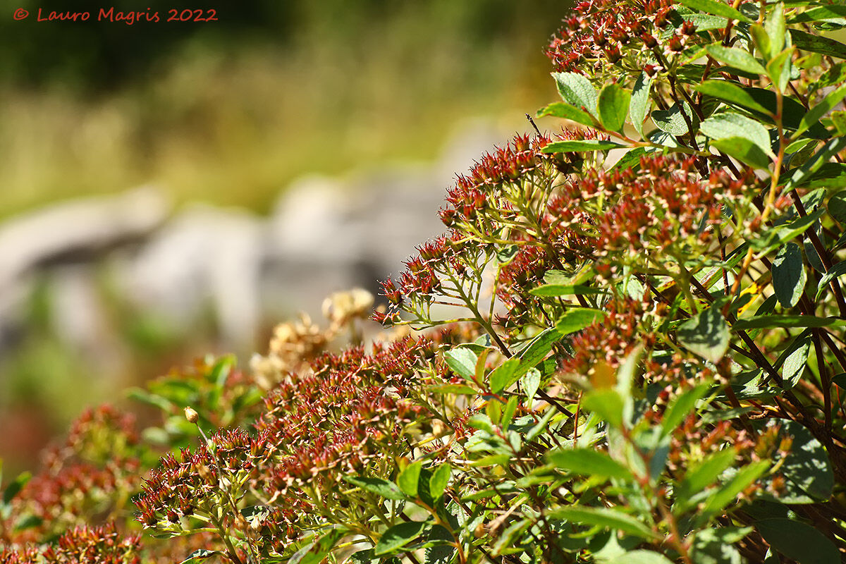 Spirea cuneata