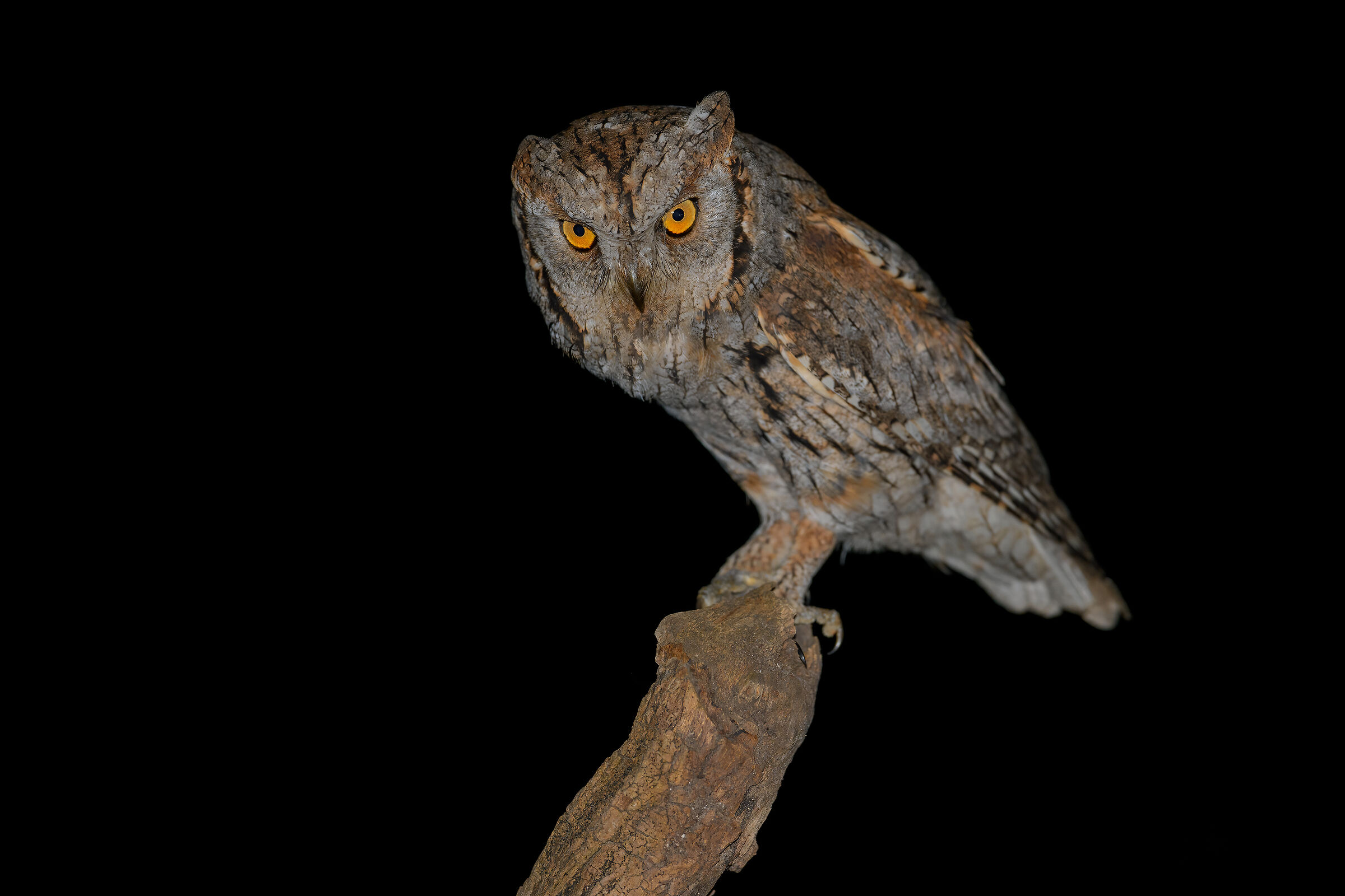 Scops owl