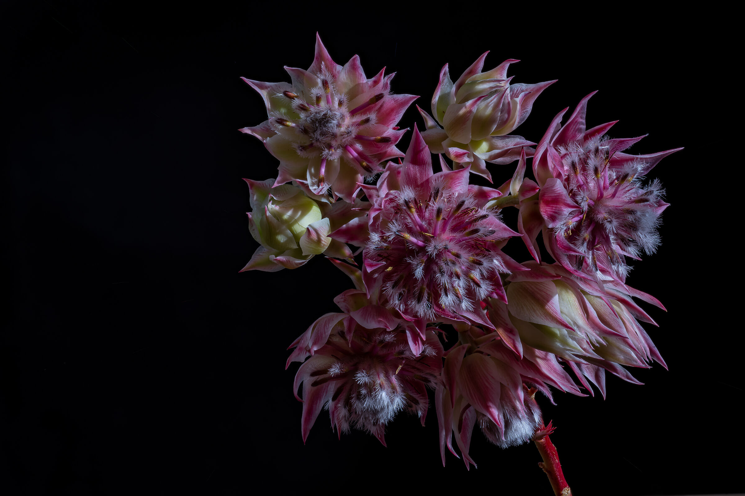 blushing bride protea