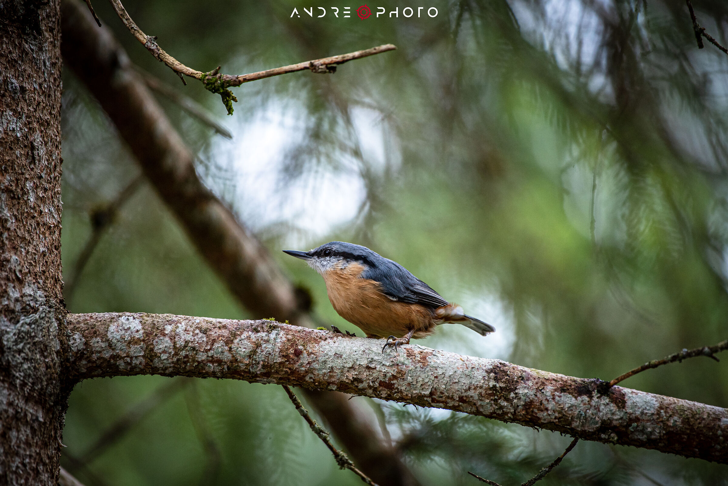 Woodpecker Mason [Sitta Europaea]