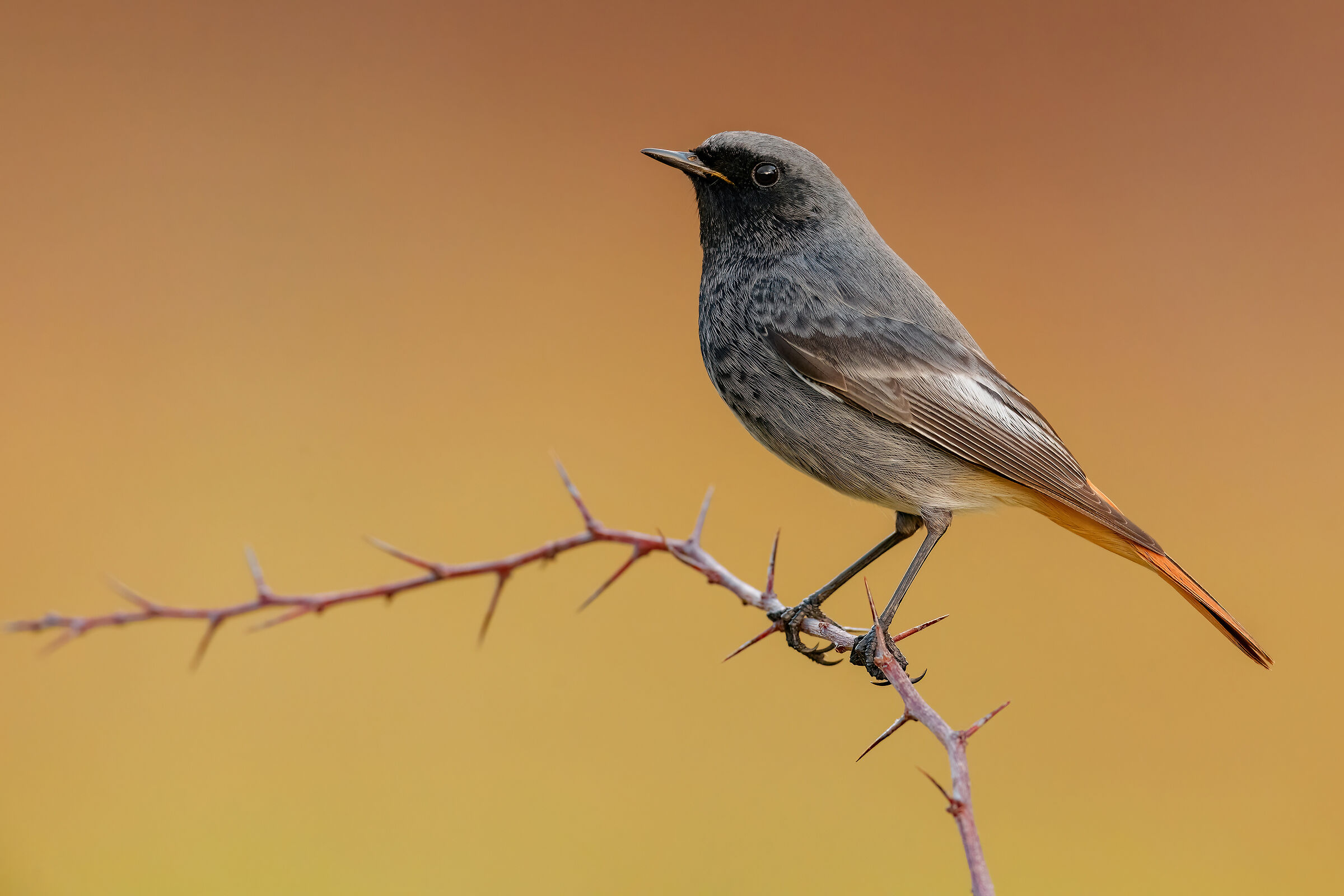 Black redstart