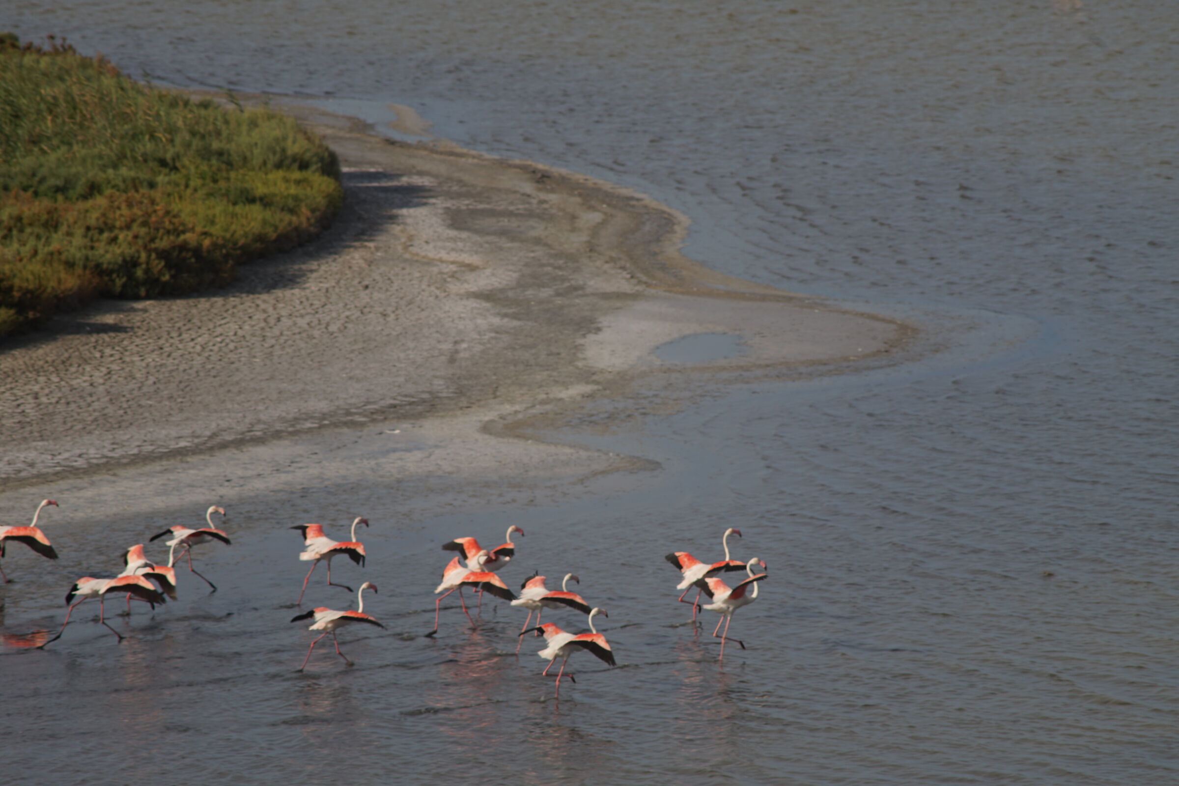 flamingos in the PO delta