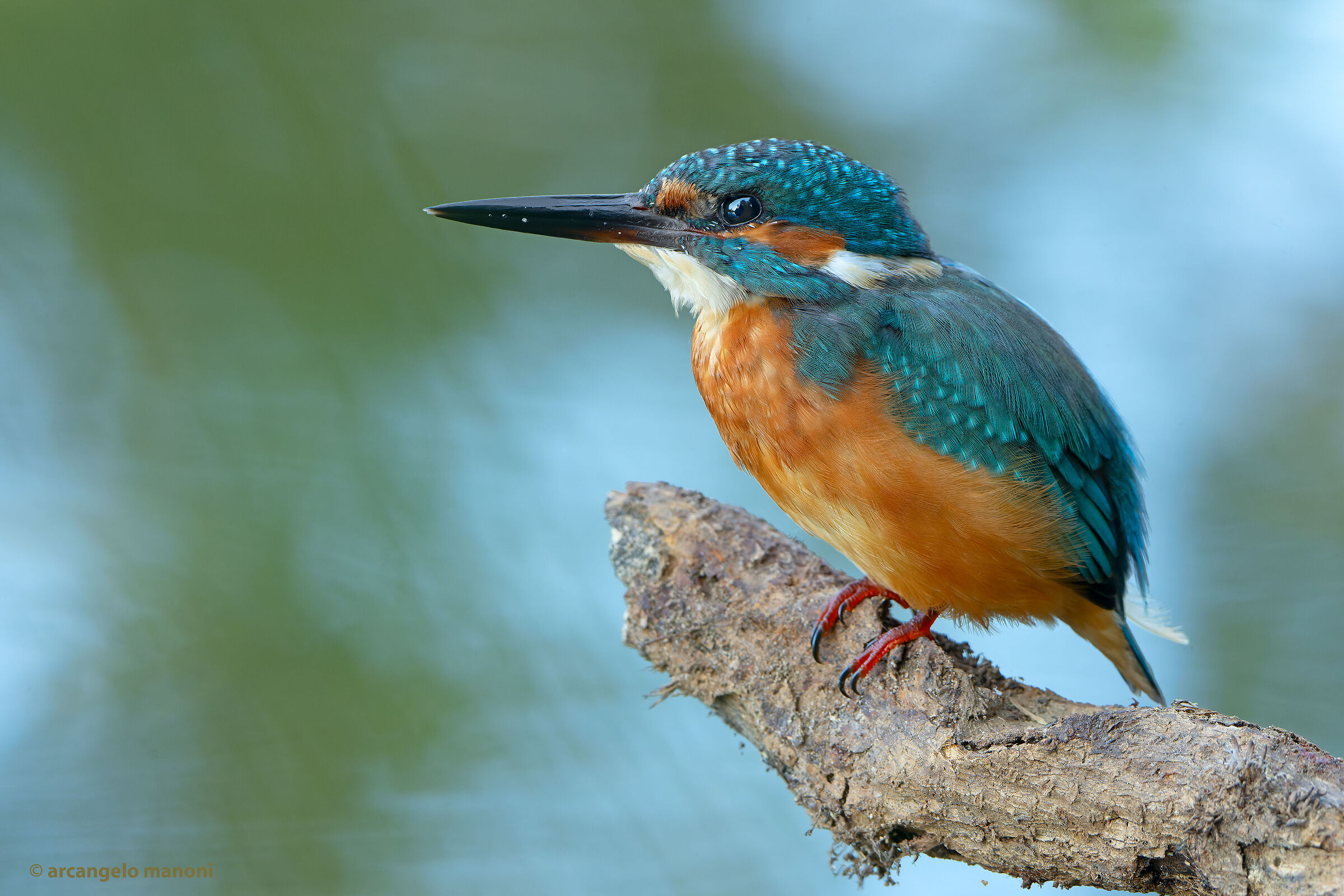 The return of white pen