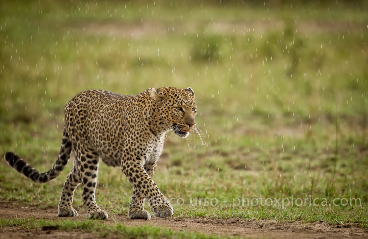 leopard in the rain