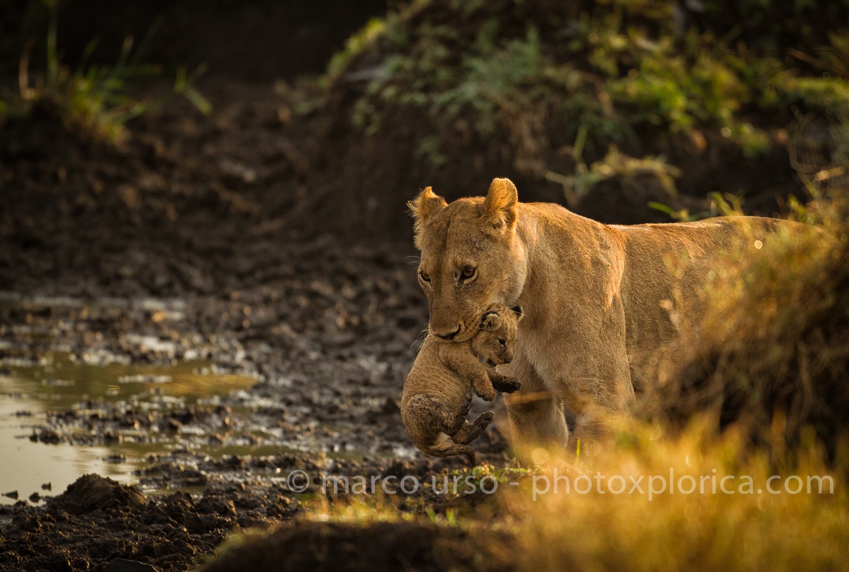 a spasso con il cucciolo