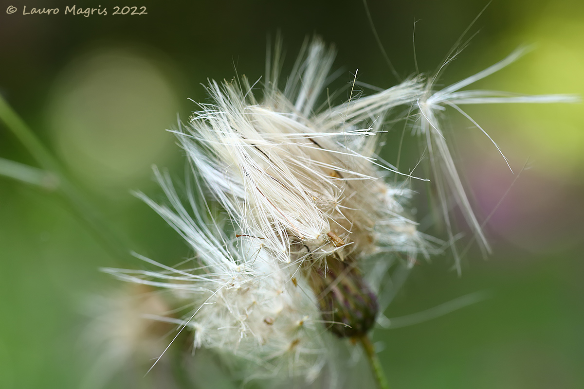Cardo deflorato/dentellato   (Carduus defloratus)
