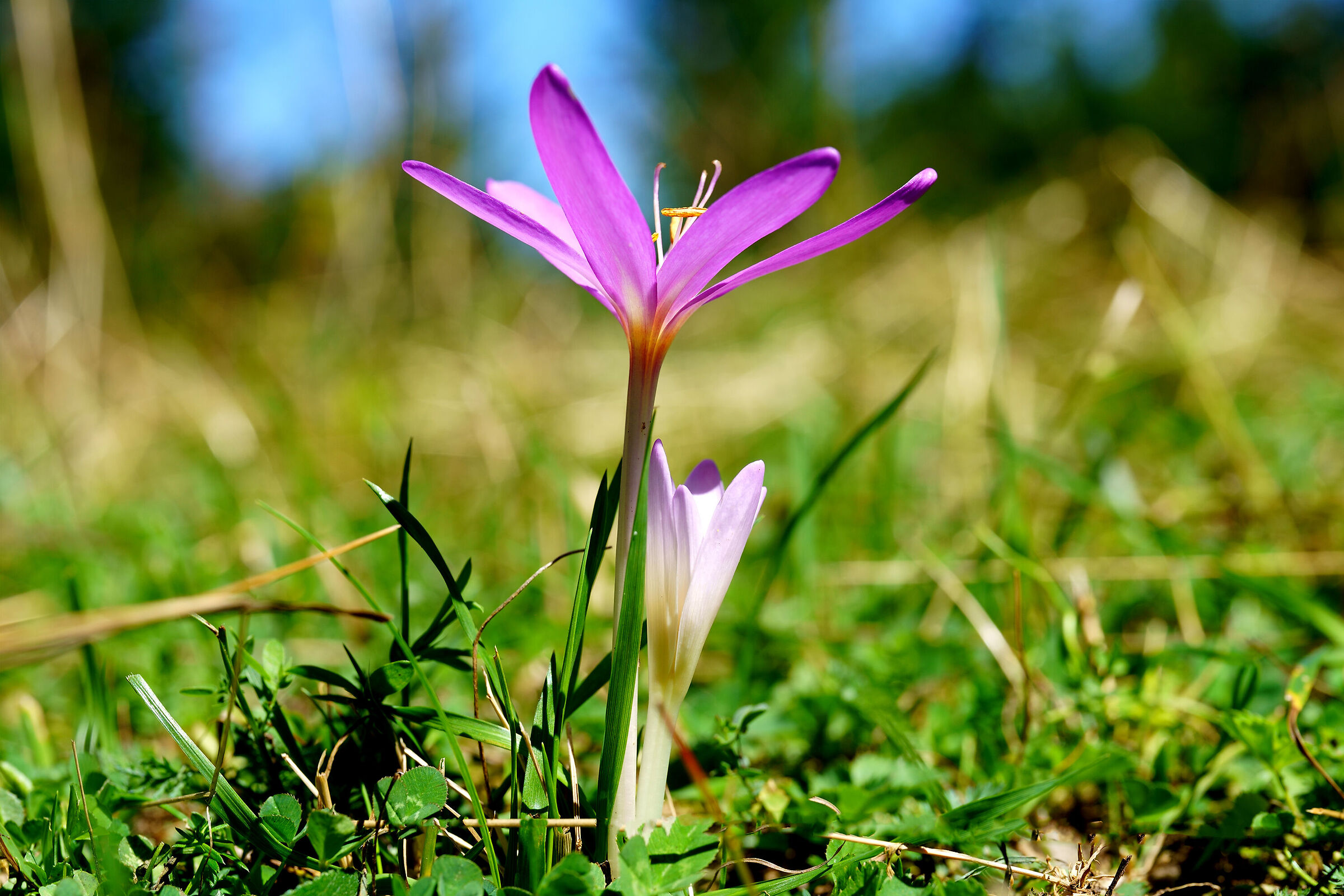 Colchicum autumnale