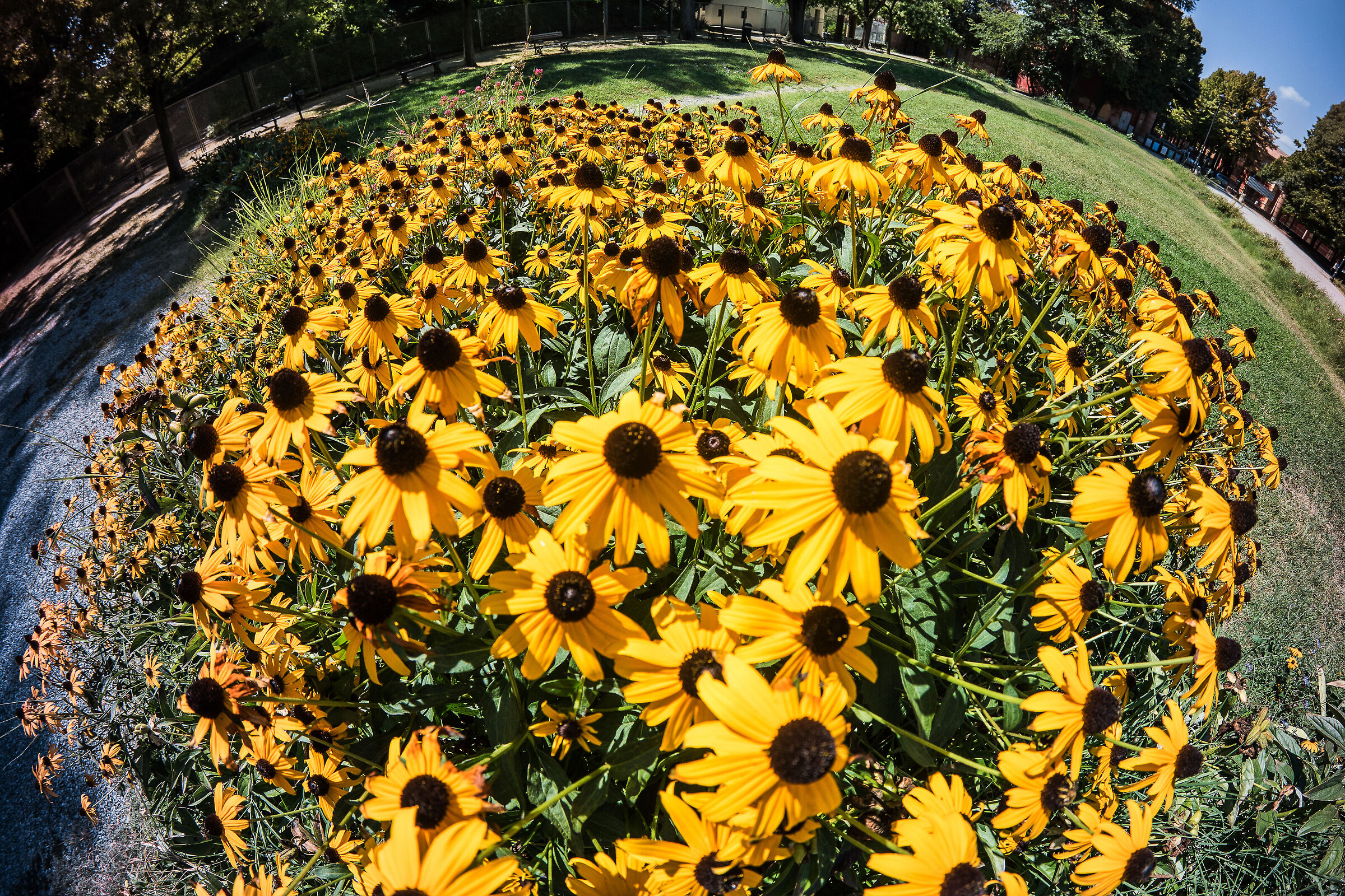 Nel mondo di echinacea