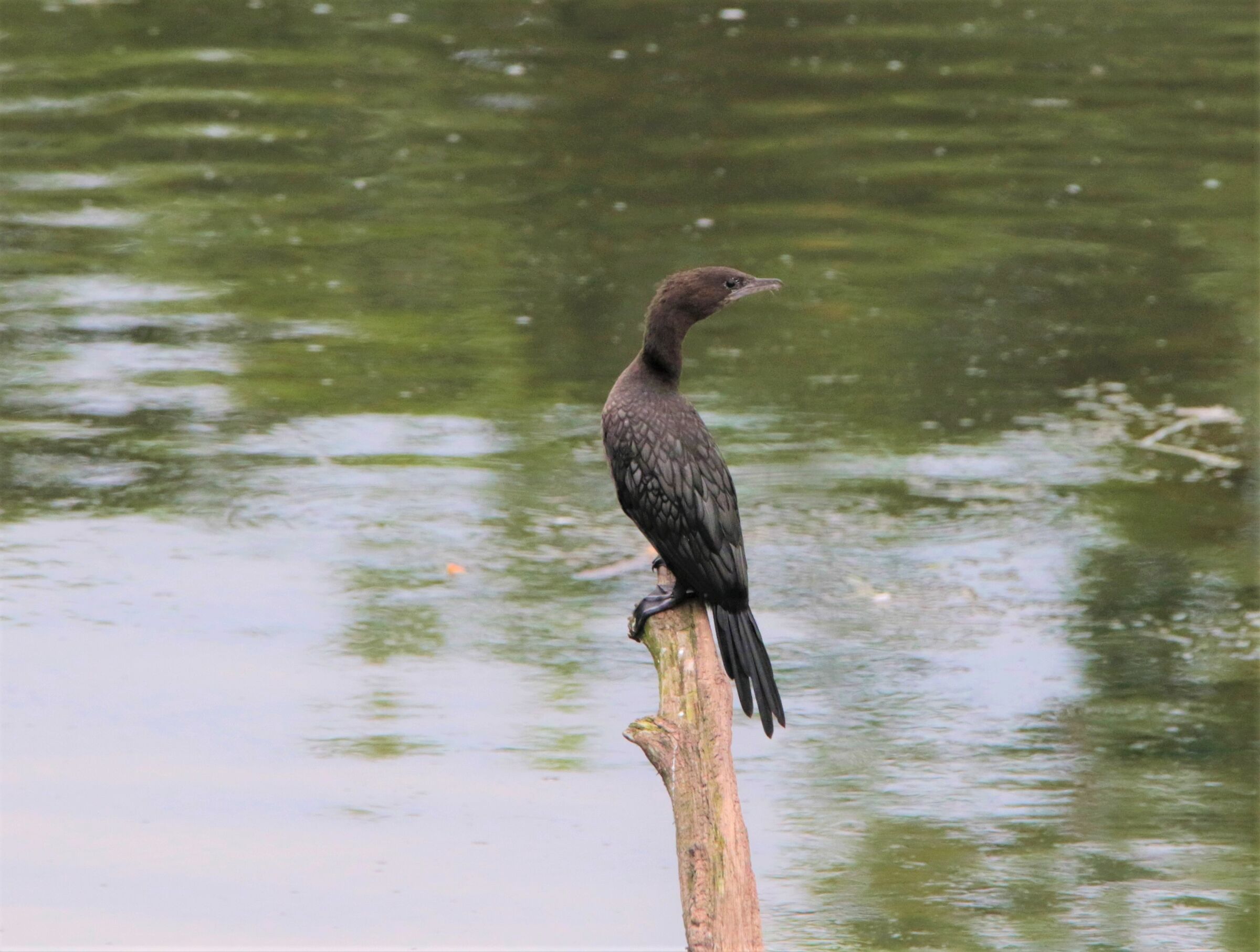 cormorant