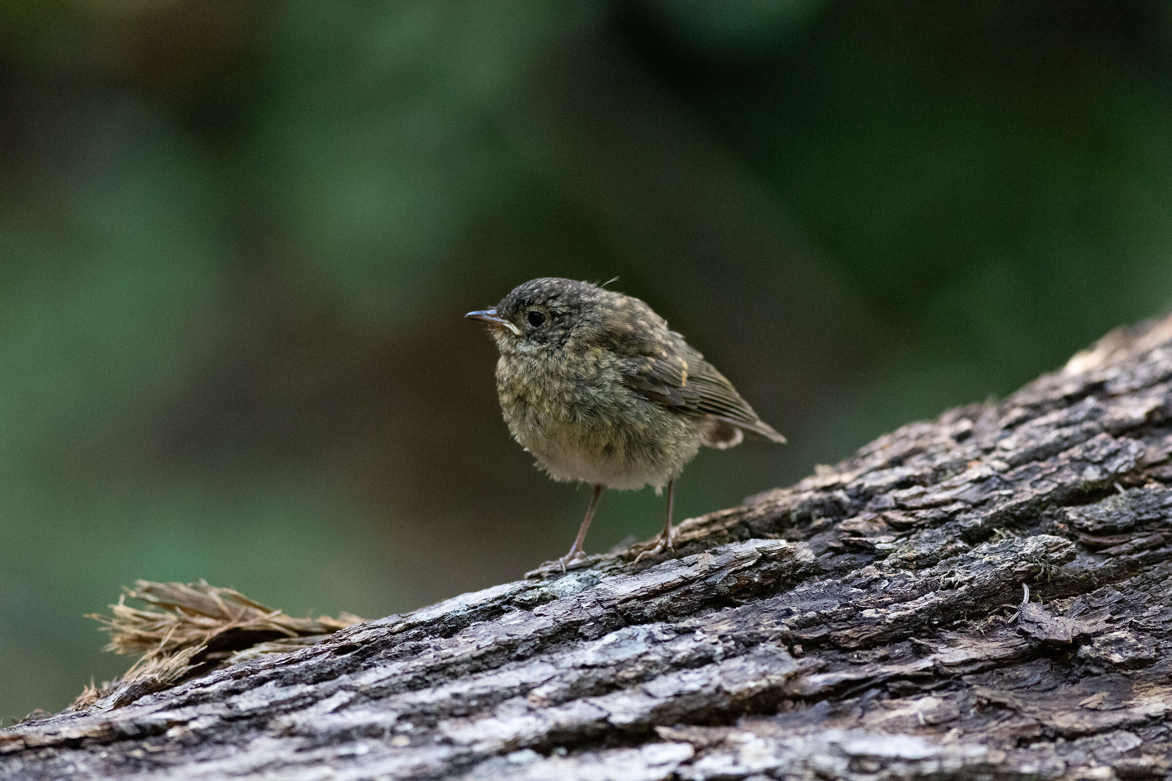 Tordo bottaccio immaturo senza paura