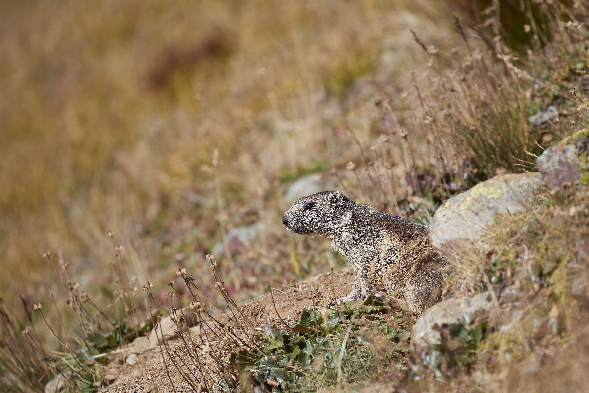 Marmotta