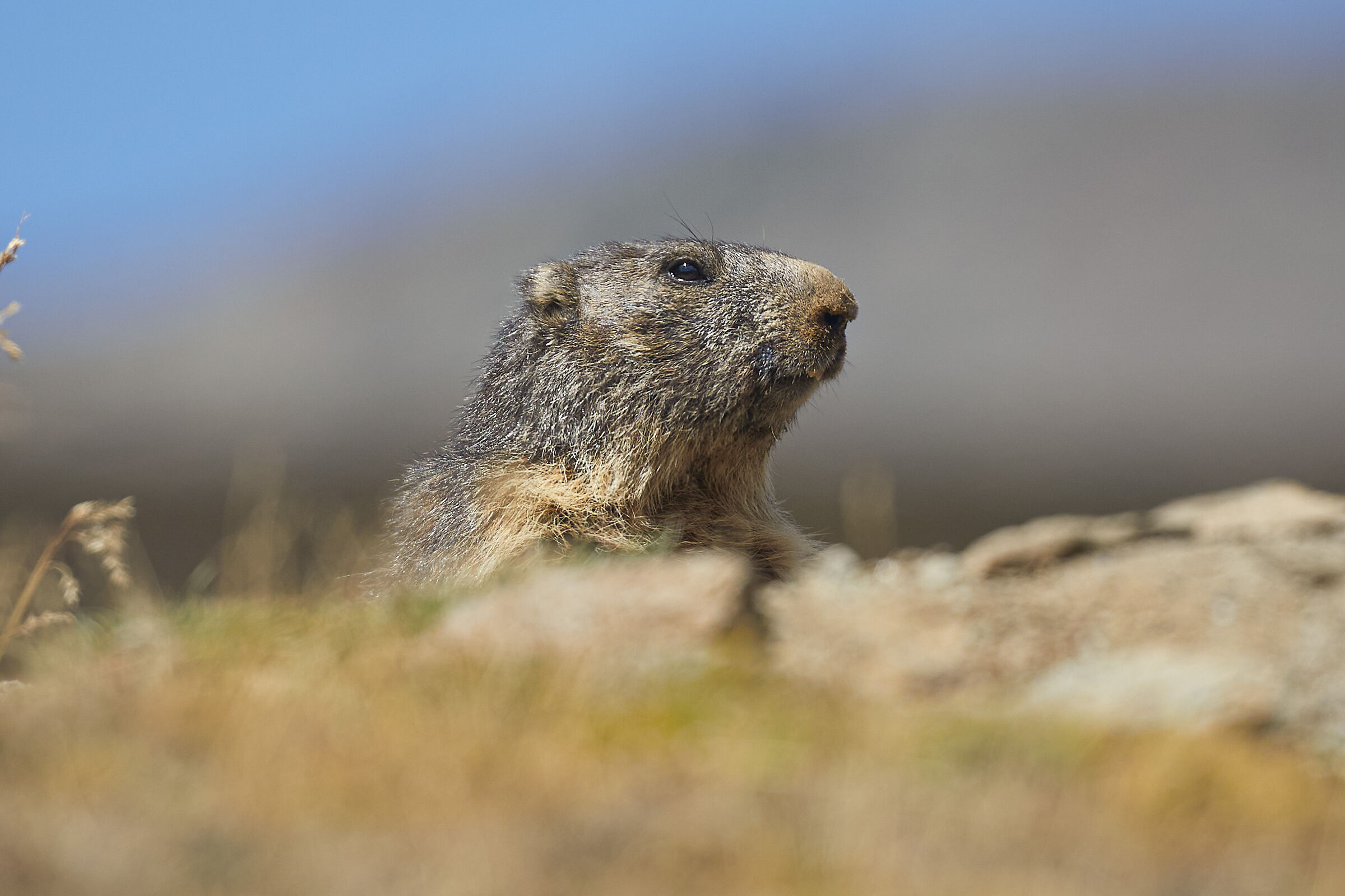 Marmotta