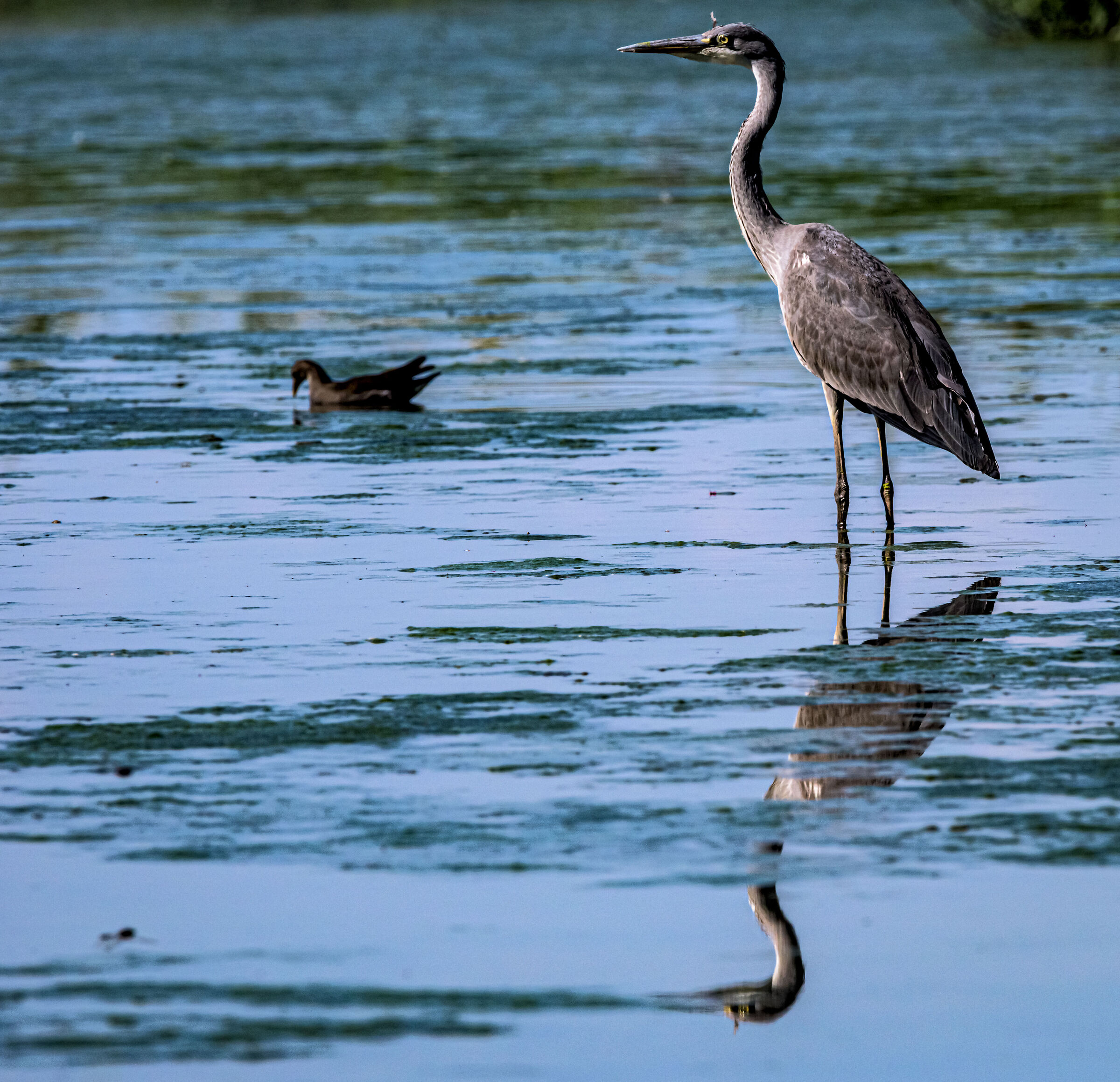 Racconigi Stork Park. 001