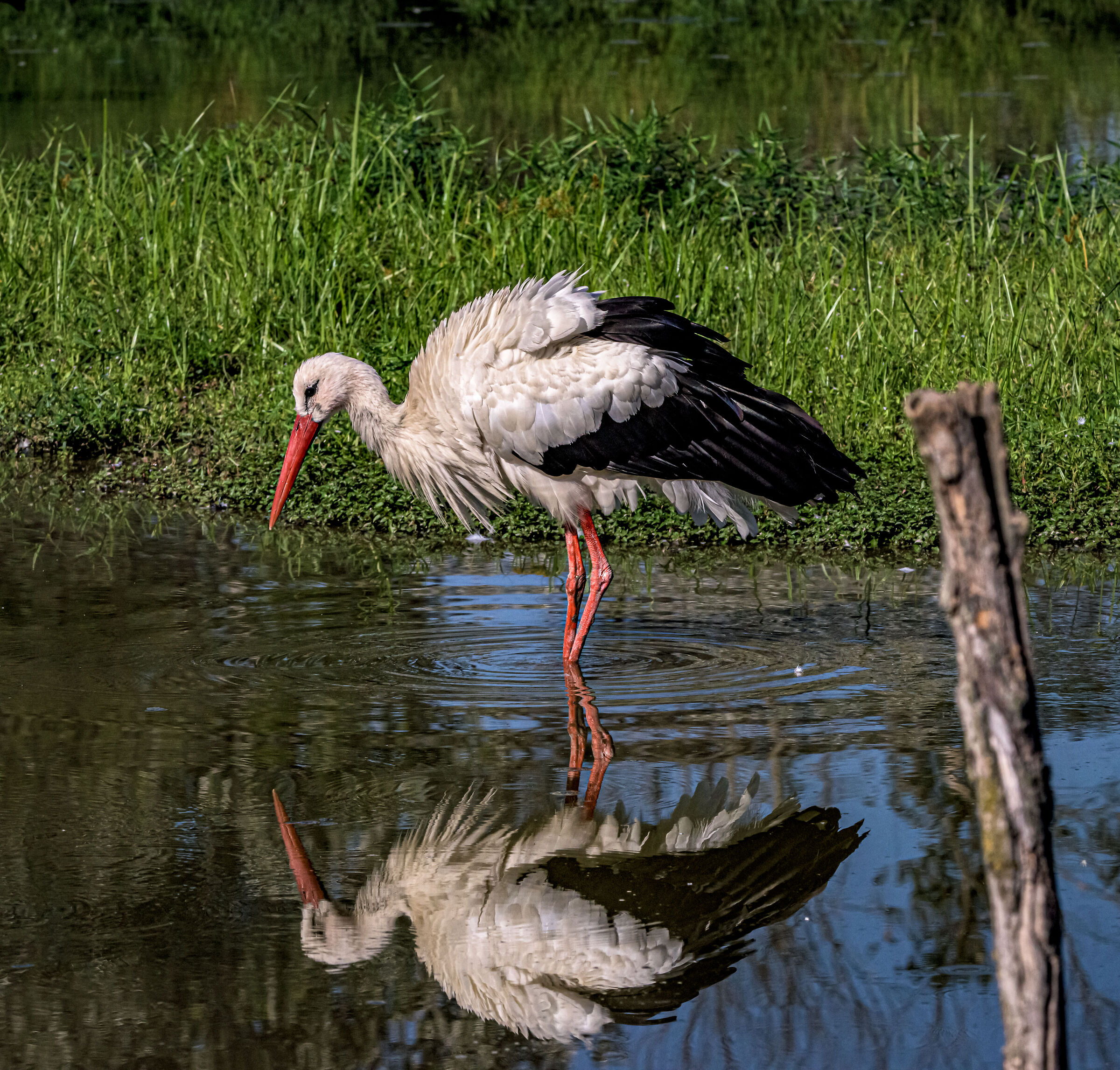 Stork Park Racconigi .003