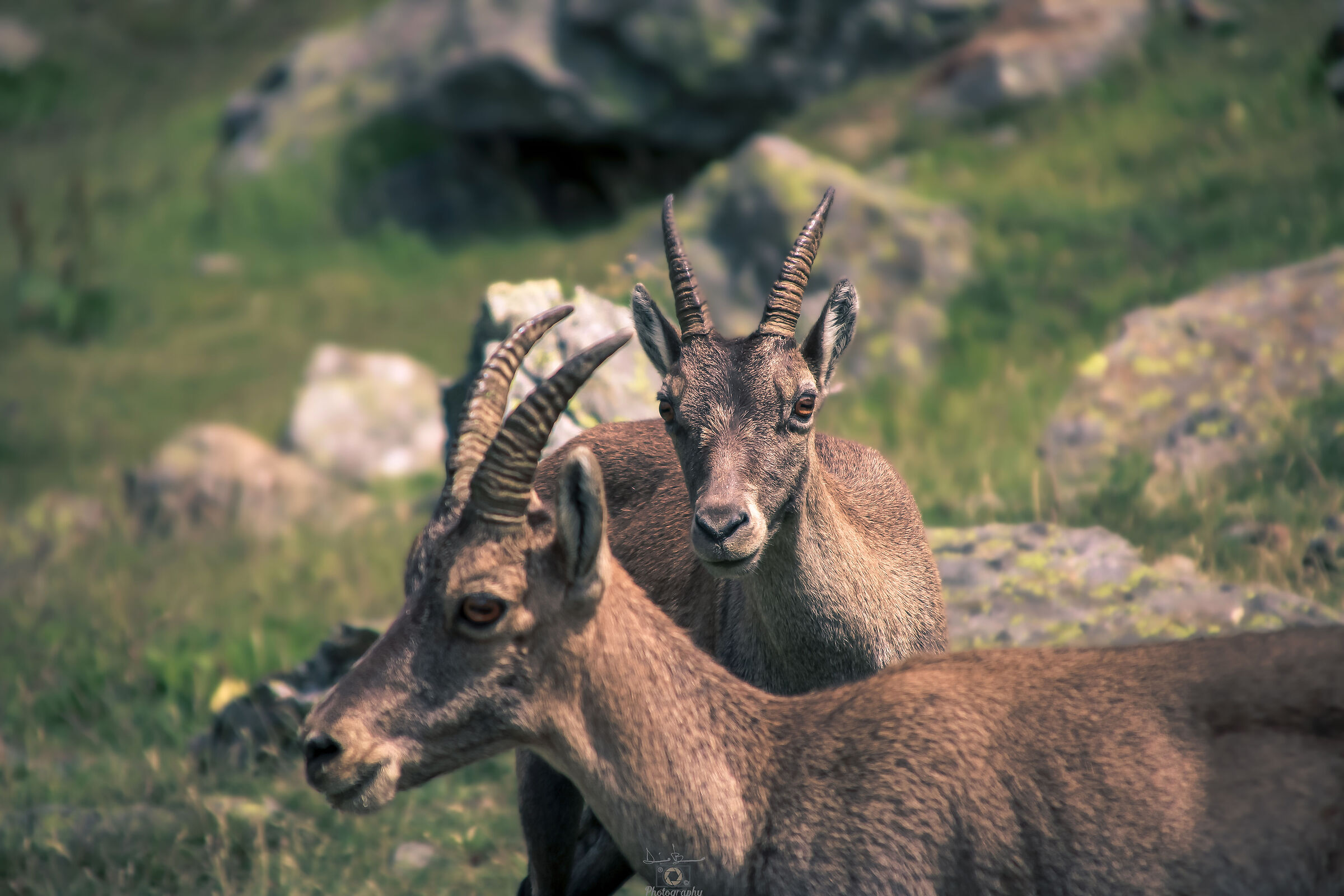 In silenzio nella natura