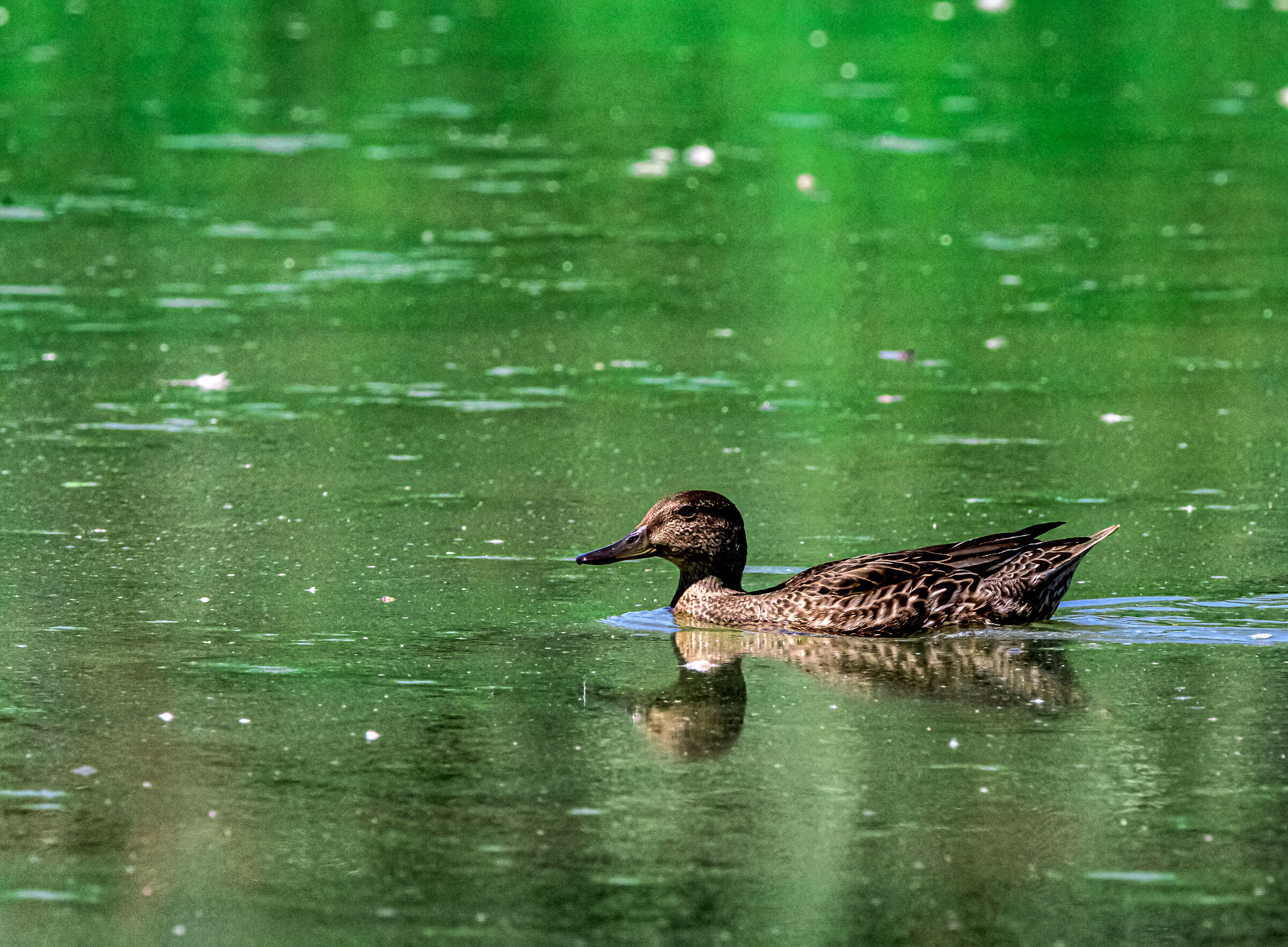 Racconigi Stork Park. 004