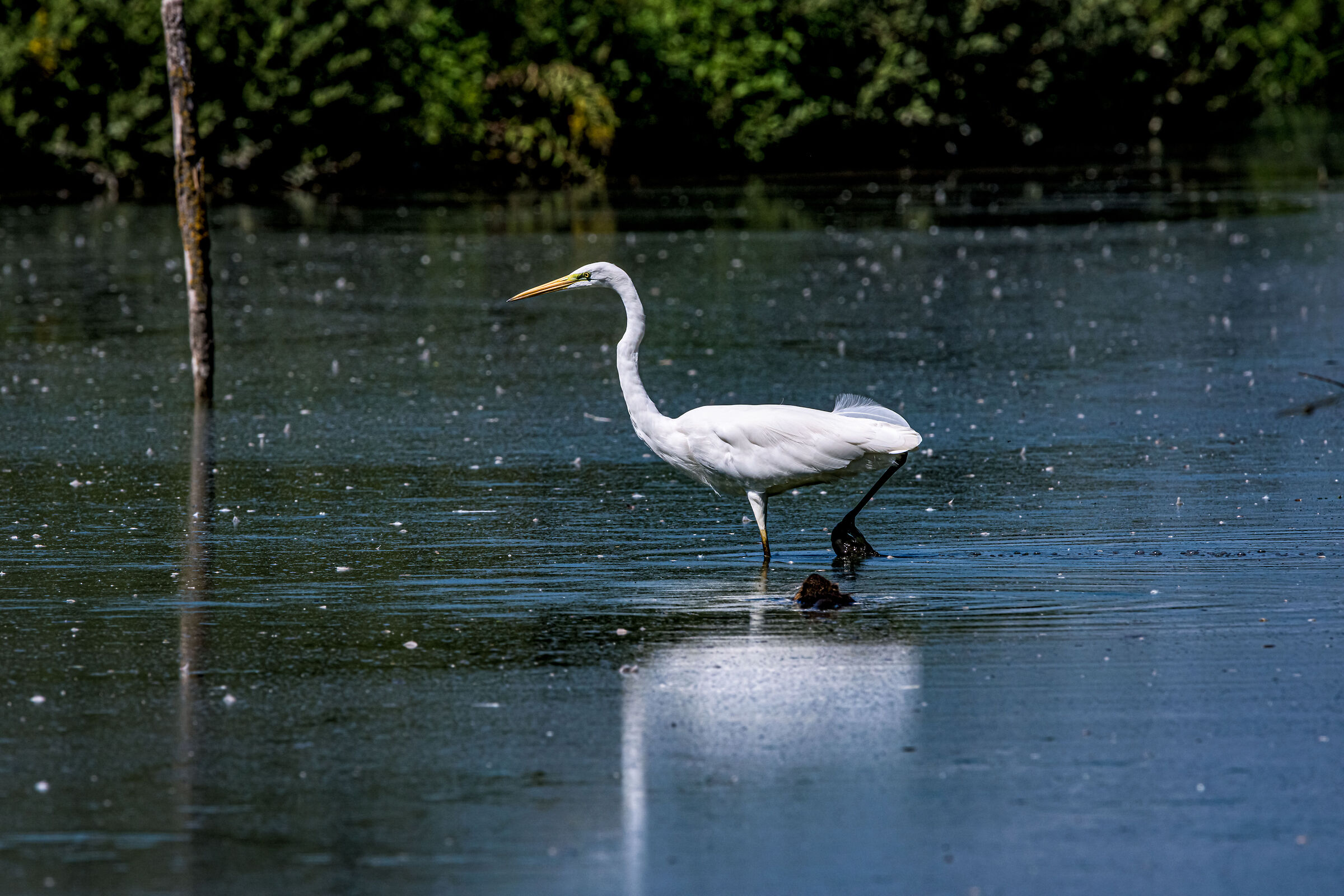 Stork Park Racconigi .005