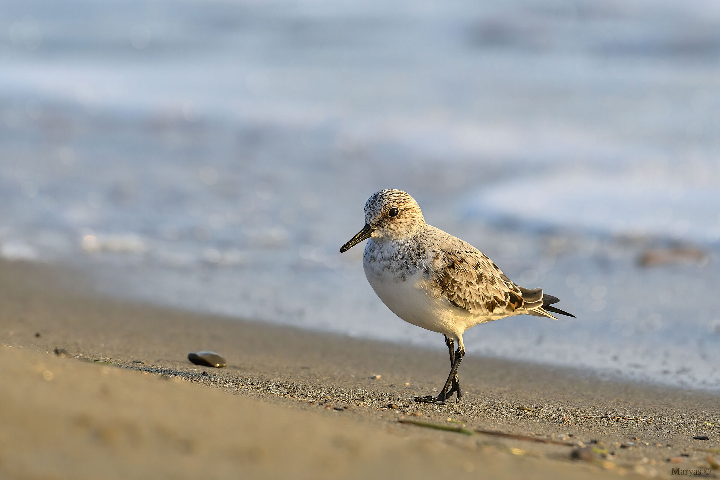 Three-toed sandpiper
