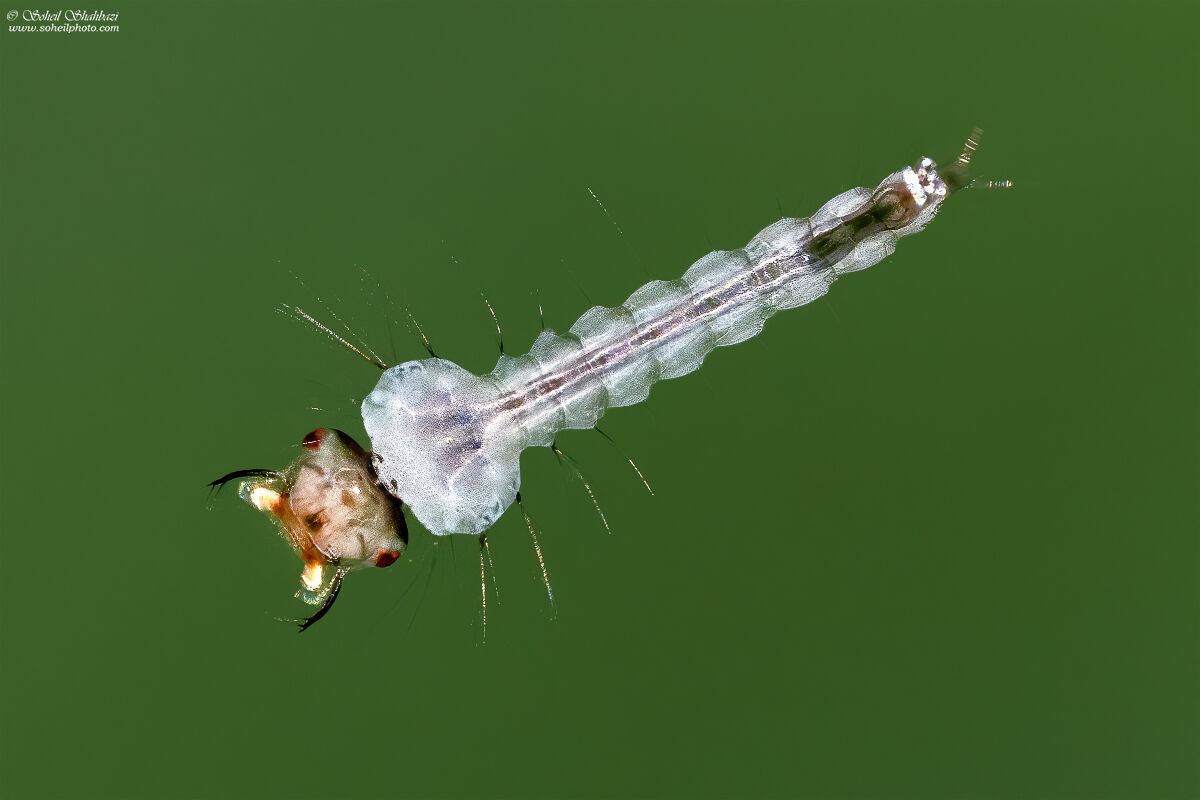 Mosquito larvae