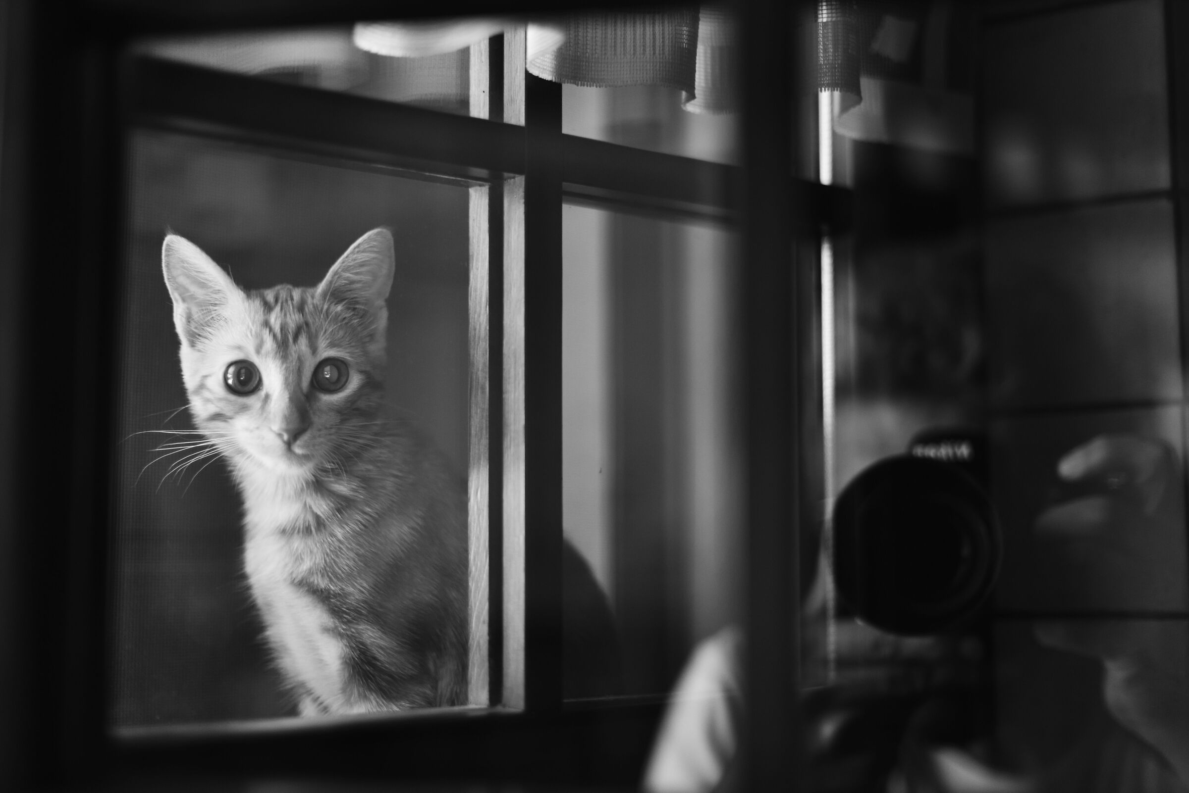 the cat at the window